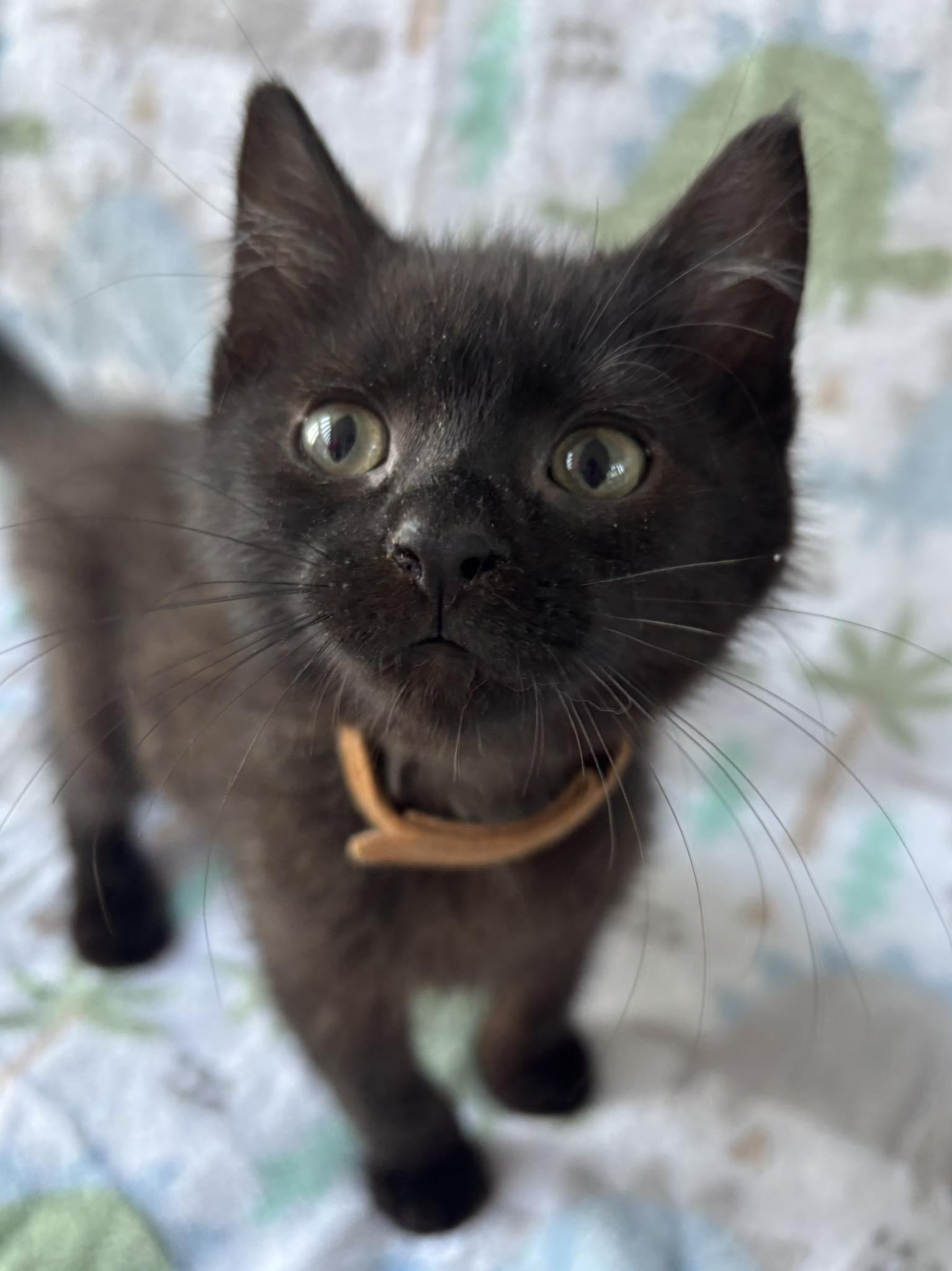 DARKNESS, adopted, Kitten Male Domestic Short Hair.