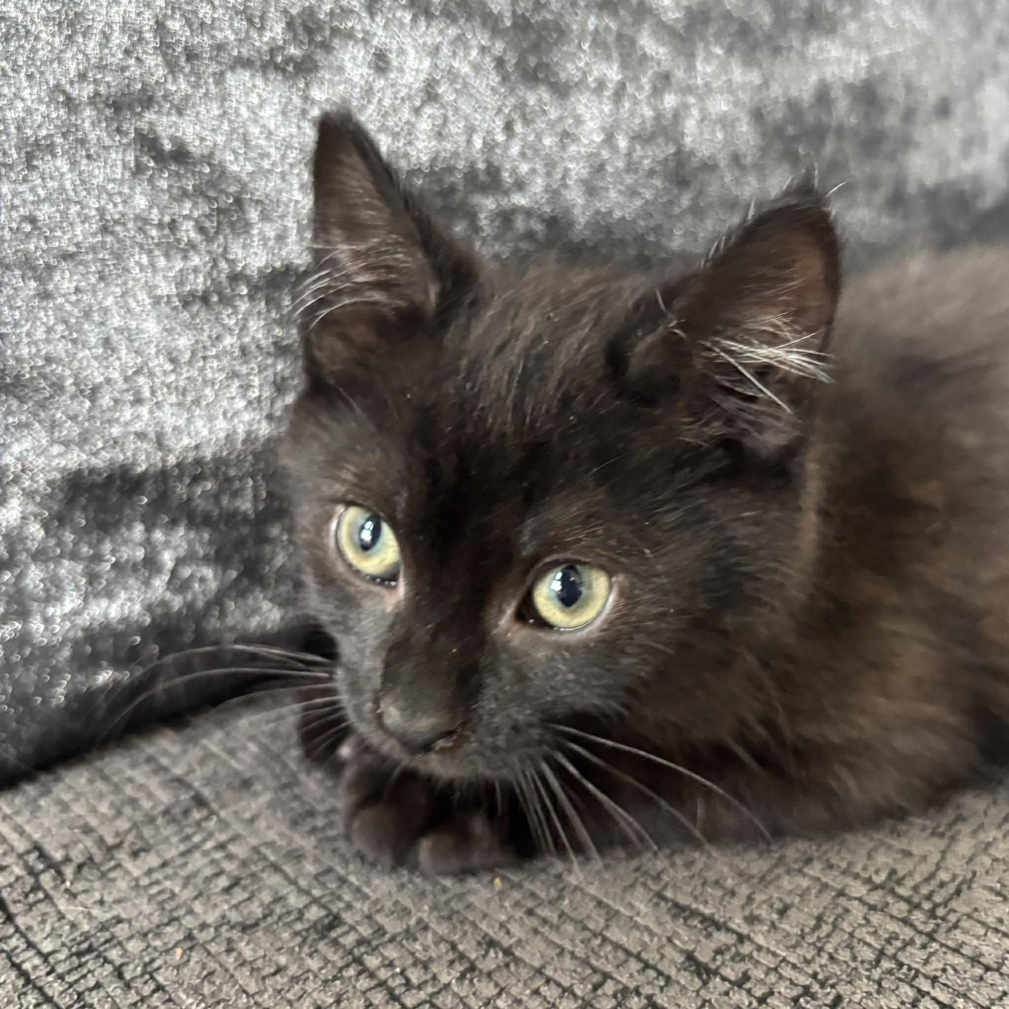 Enlarge DARKNESS, an adopted Domestic Short Hair in Tillsonburg, ON image 4/5