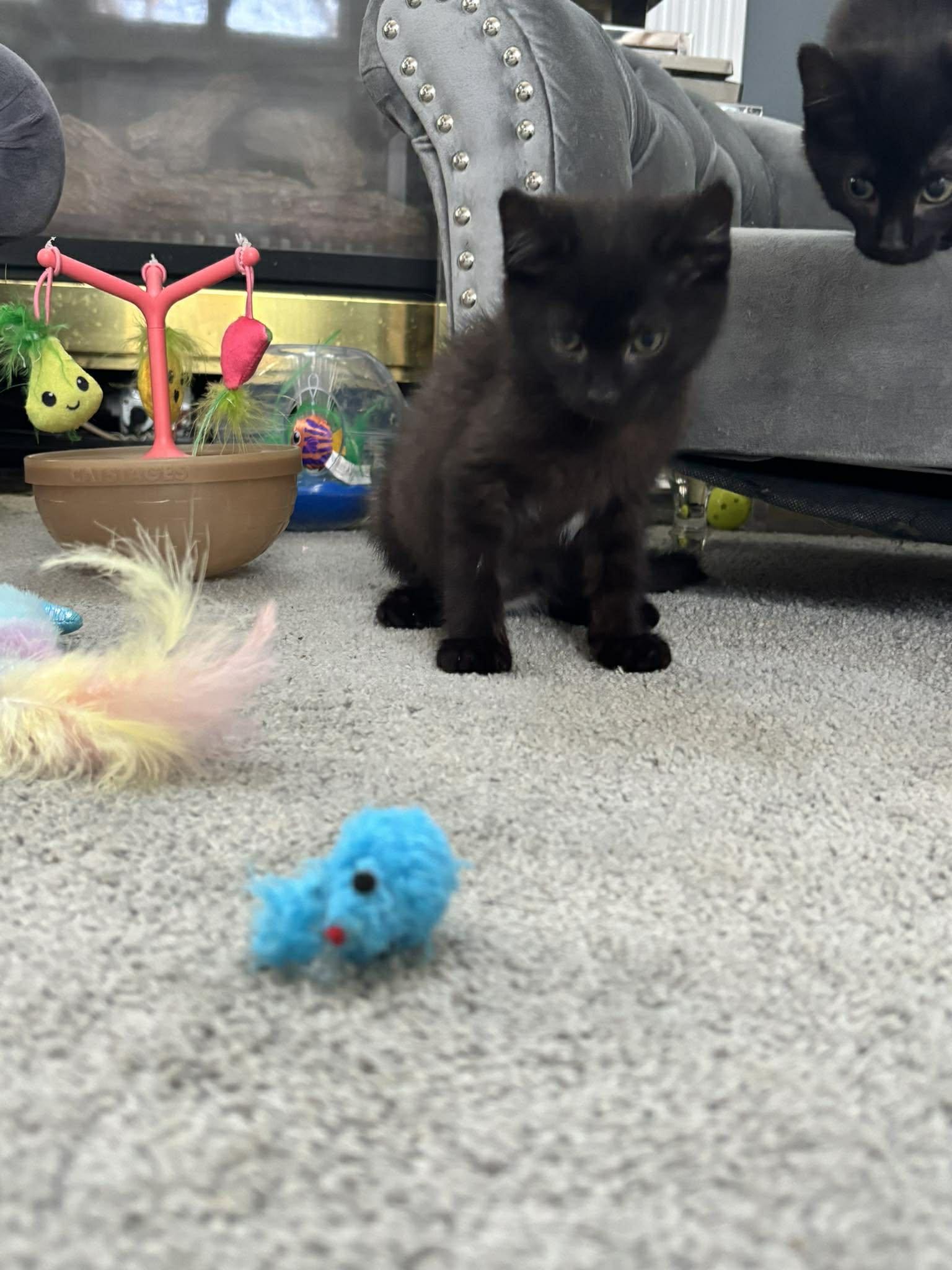 Enlarge DARKNESS, an adopted Domestic Short Hair in Tillsonburg, ON image 5/5