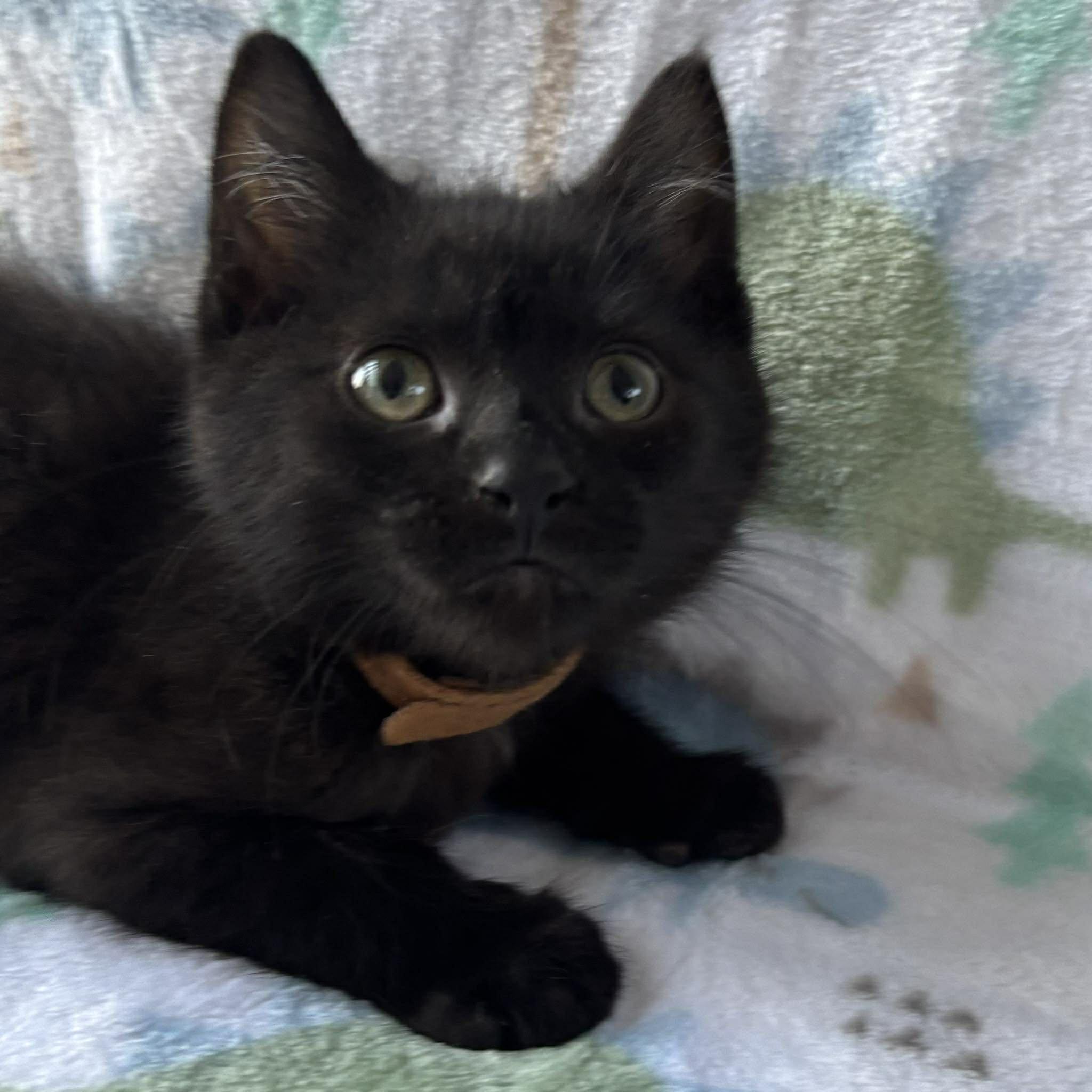 Enlarge DARKNESS, an adopted Domestic Short Hair in Tillsonburg, ON image 2/5