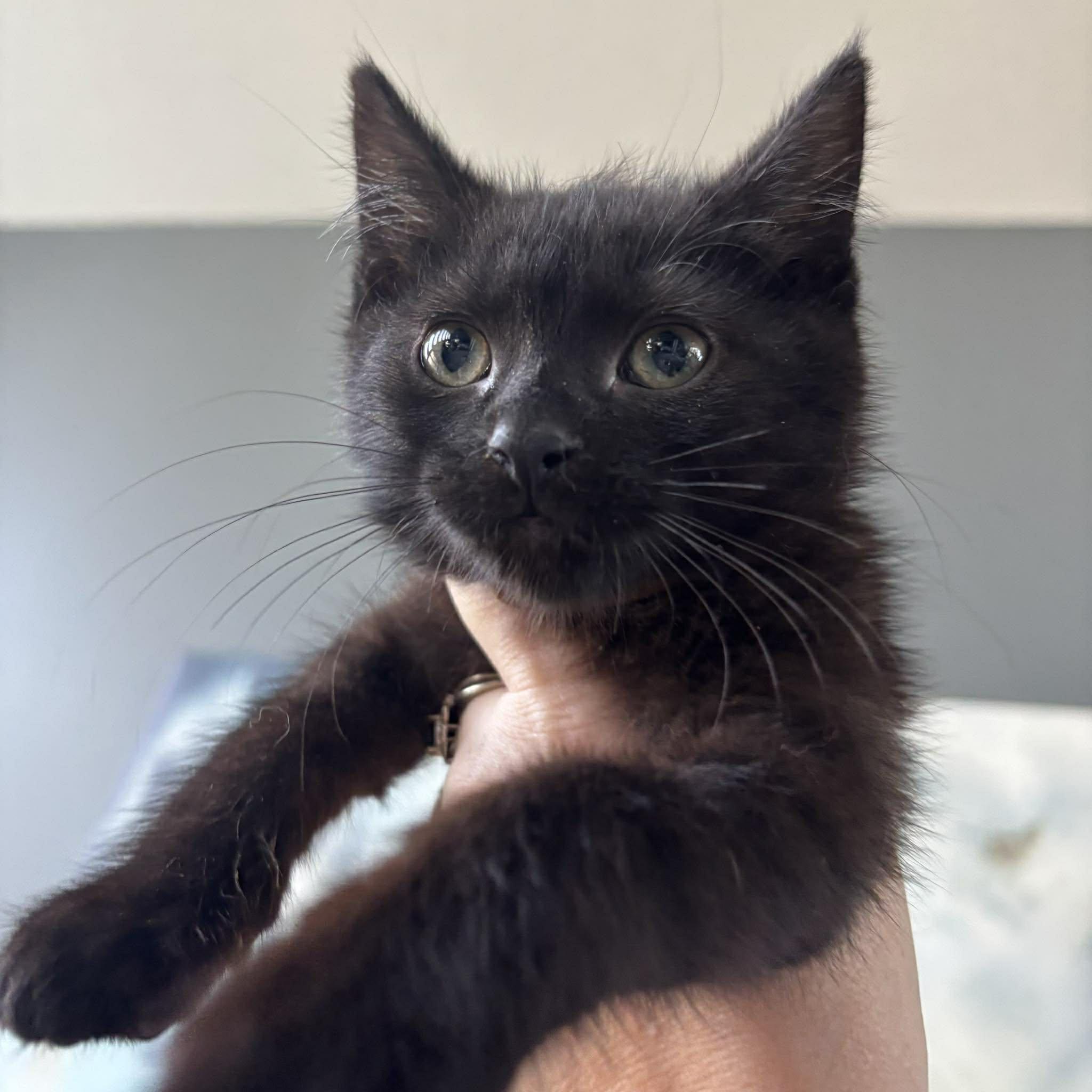 Enlarge DARKNESS, an adopted Domestic Short Hair in Tillsonburg, ON image 3/5