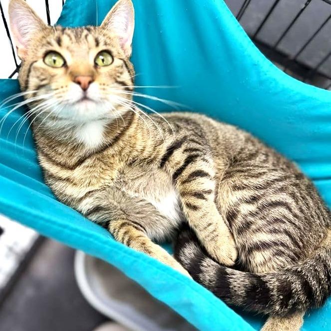 Enlarge Oscar, a Adoptable Domestic Short Hair in Lebanon, MO image 1/1