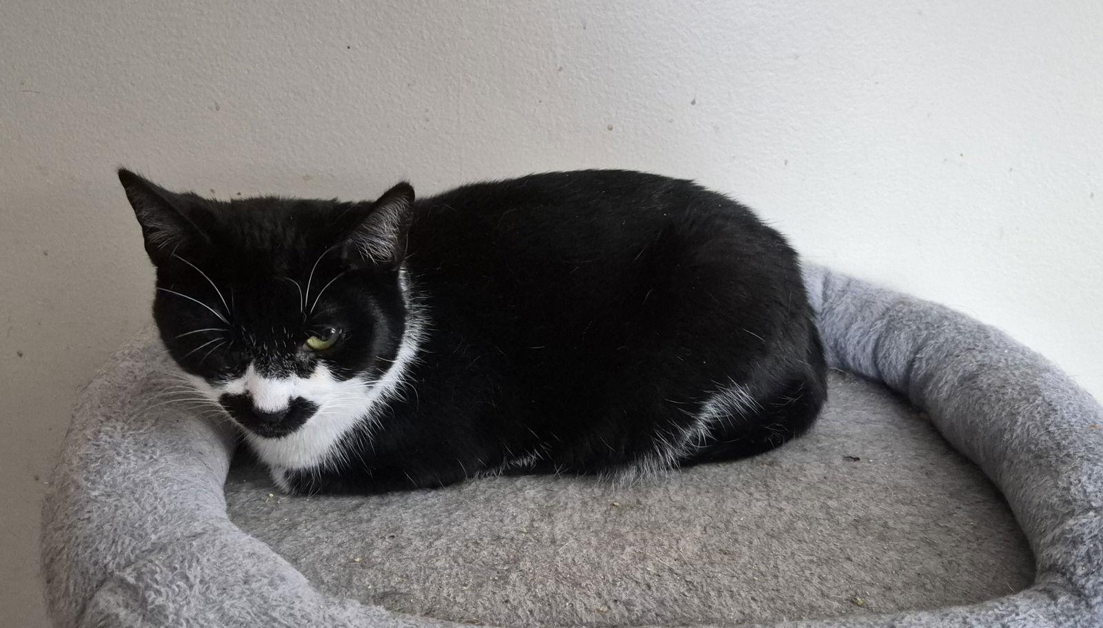 ALEX, Adoptable, Young Female Domestic Short Hair.