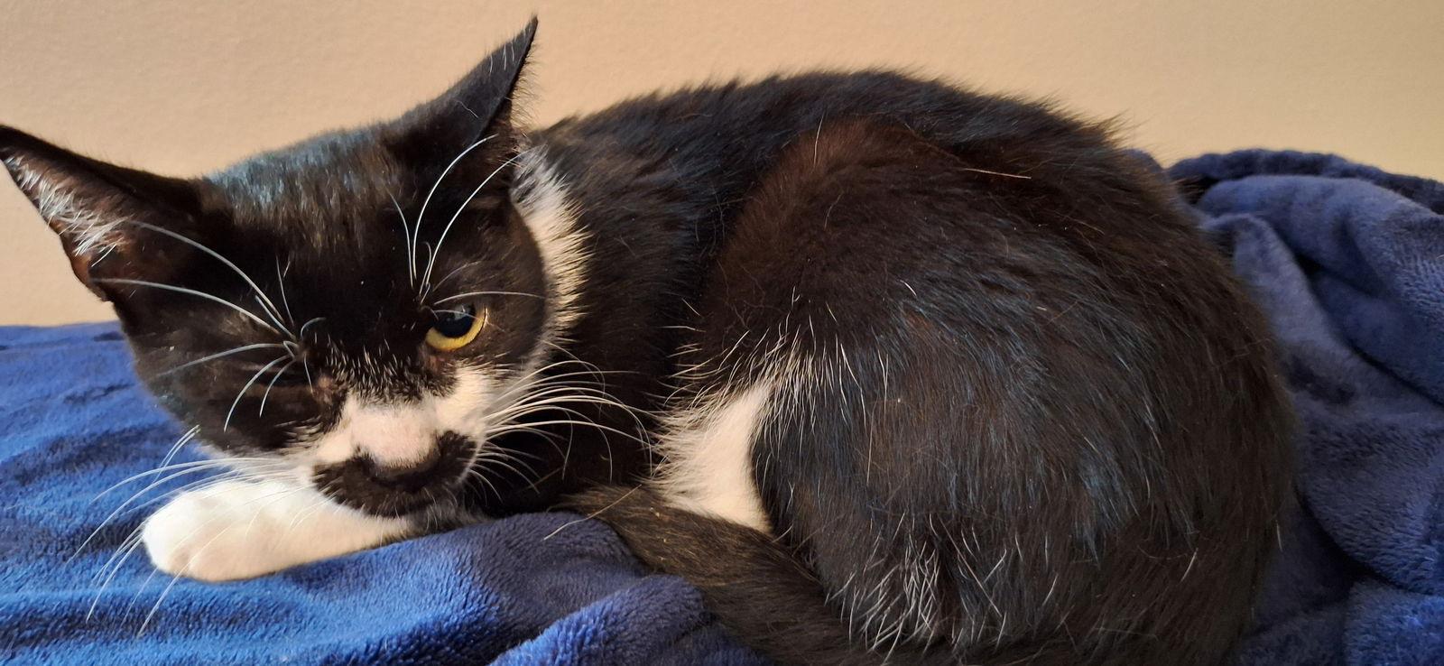 Enlarge ALEX, a Adoptable Domestic Short Hair in Northfield, OH image 2/3
