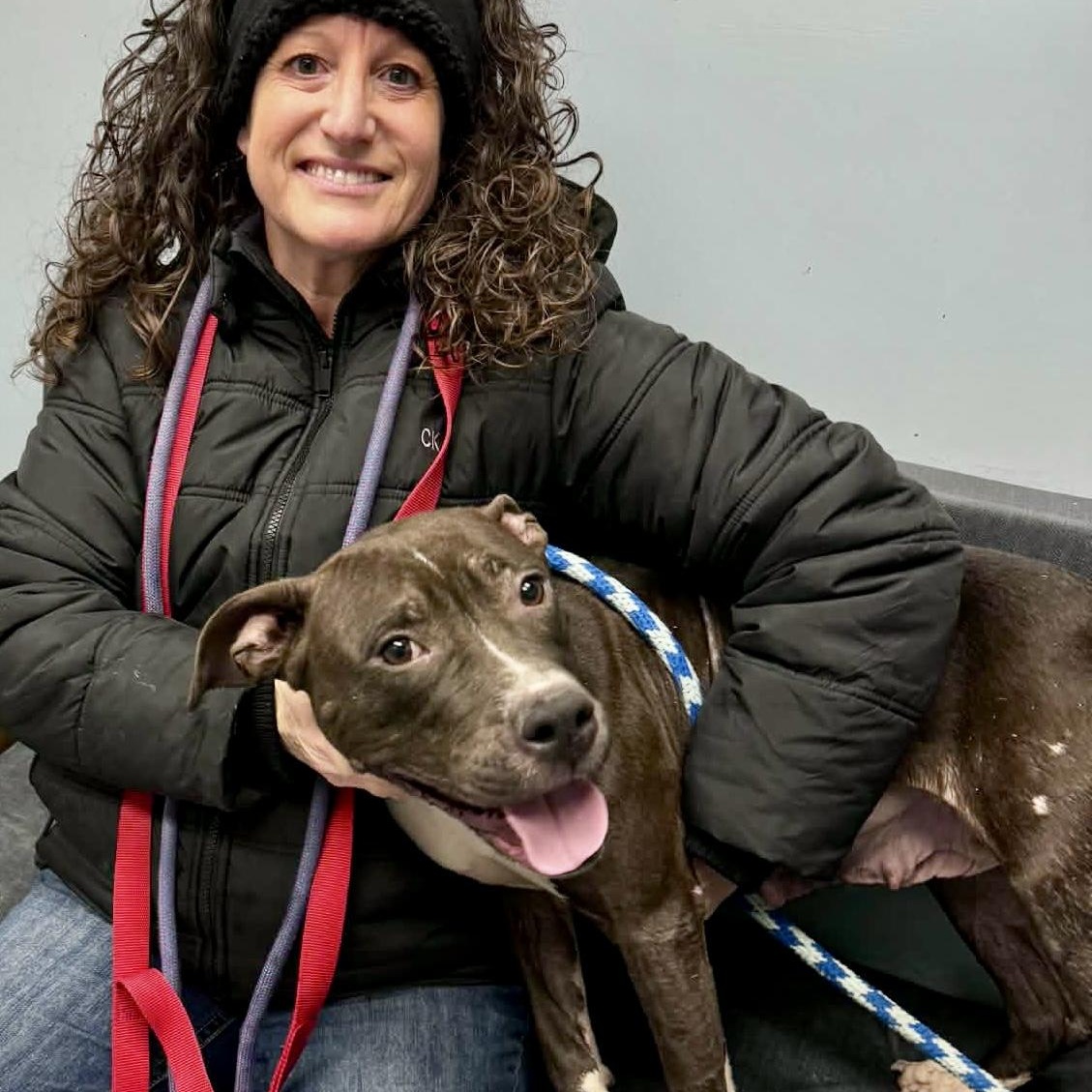 Stormy, a ADOPTABLE mixed breed in Buffalo, NY image 3/3