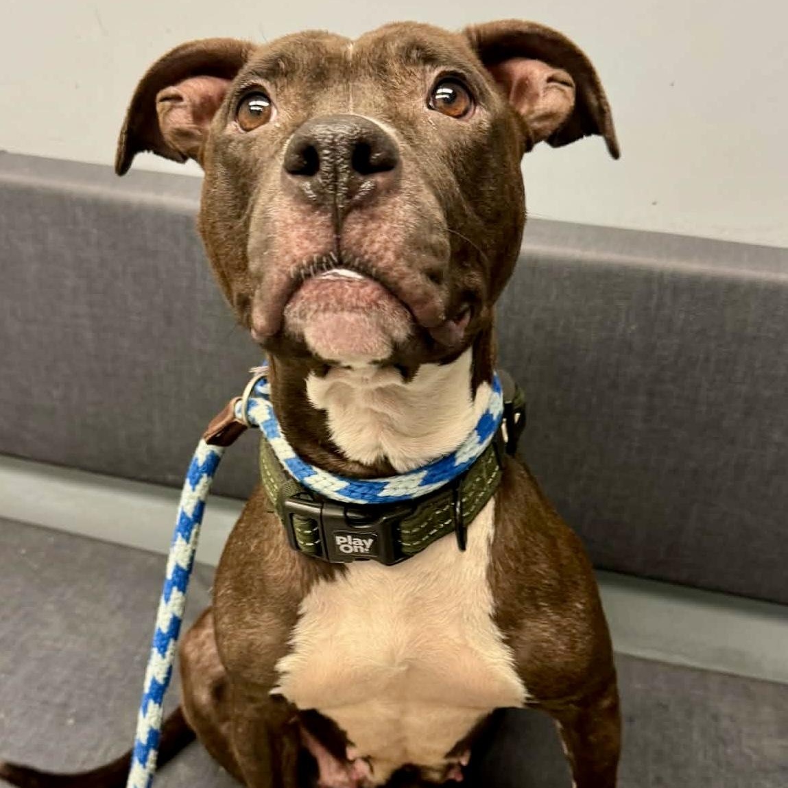 Stormy, a ADOPTABLE mixed breed in Buffalo, NY image 2/3