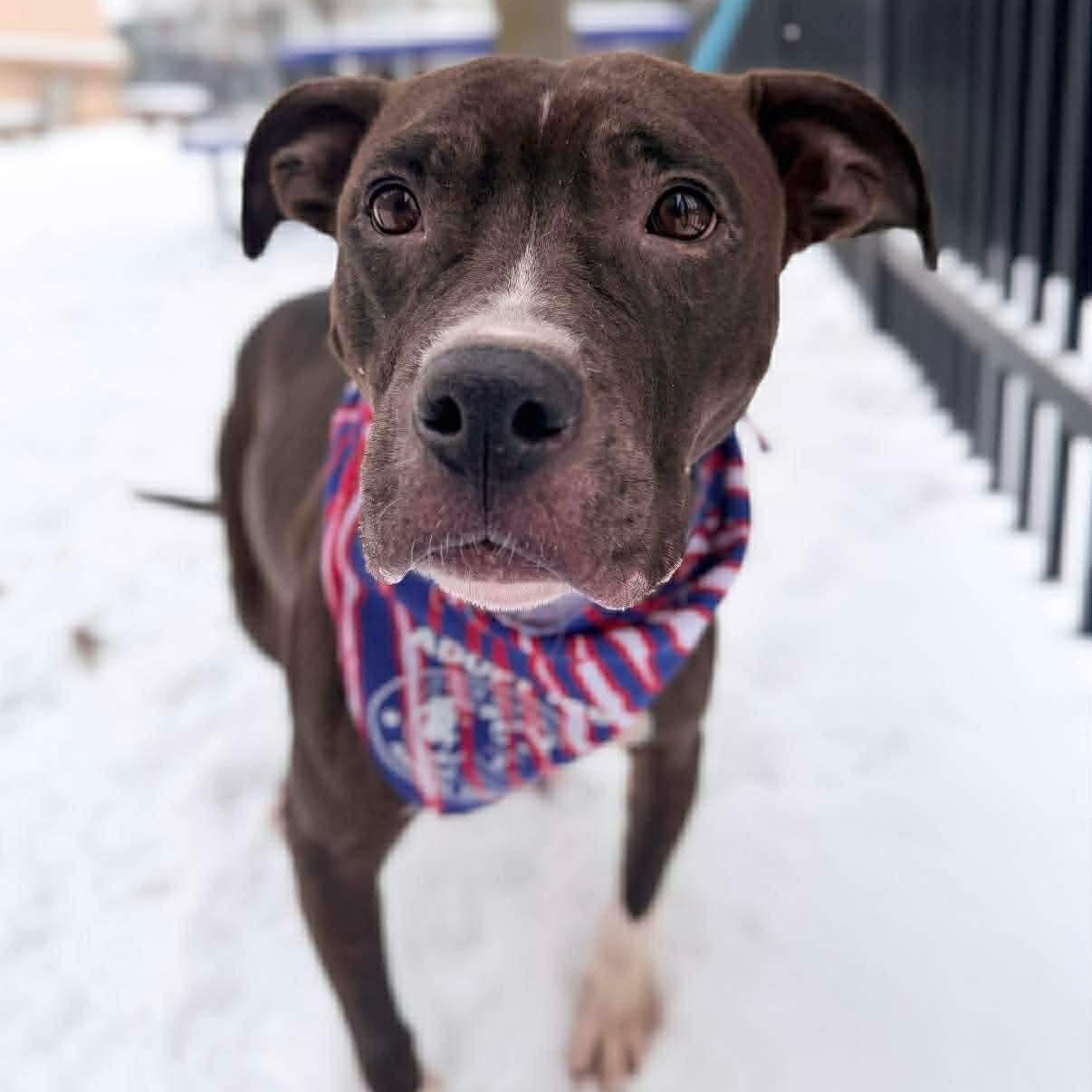 Stormy, ADOPTABLE, Young Female Pit Bull Terrier.
