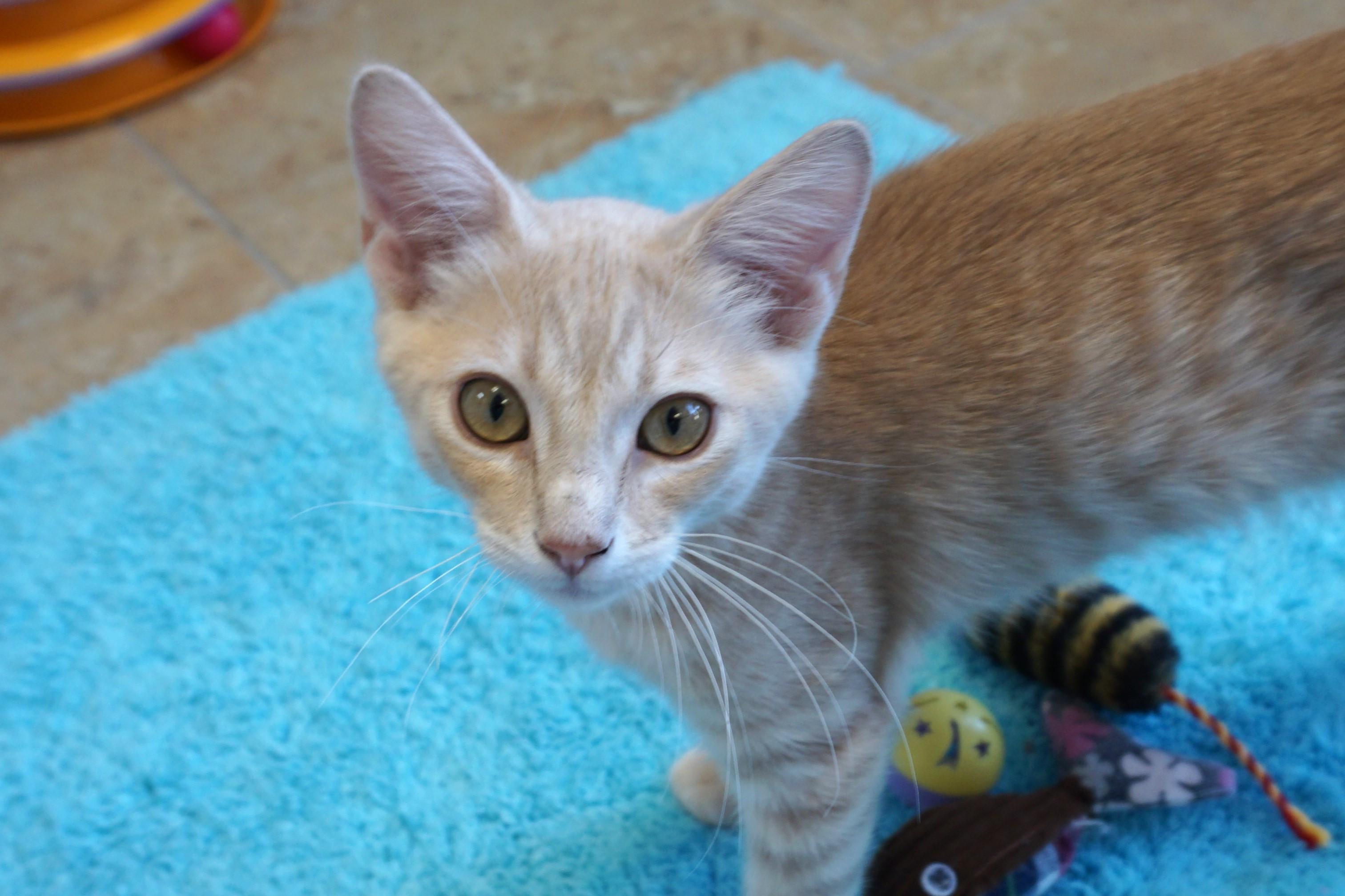 Pay Day, Baby Male Domestic Short Hair