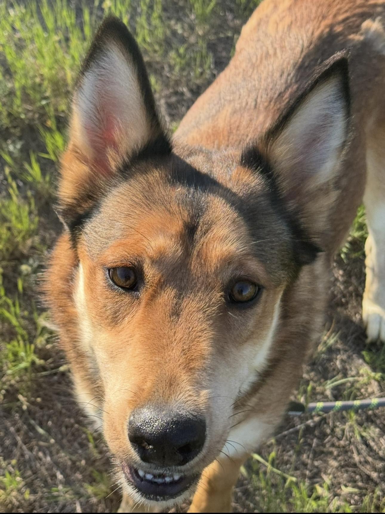 Enlarge Koda Bear, a Adoptable mixed breed image 1/3