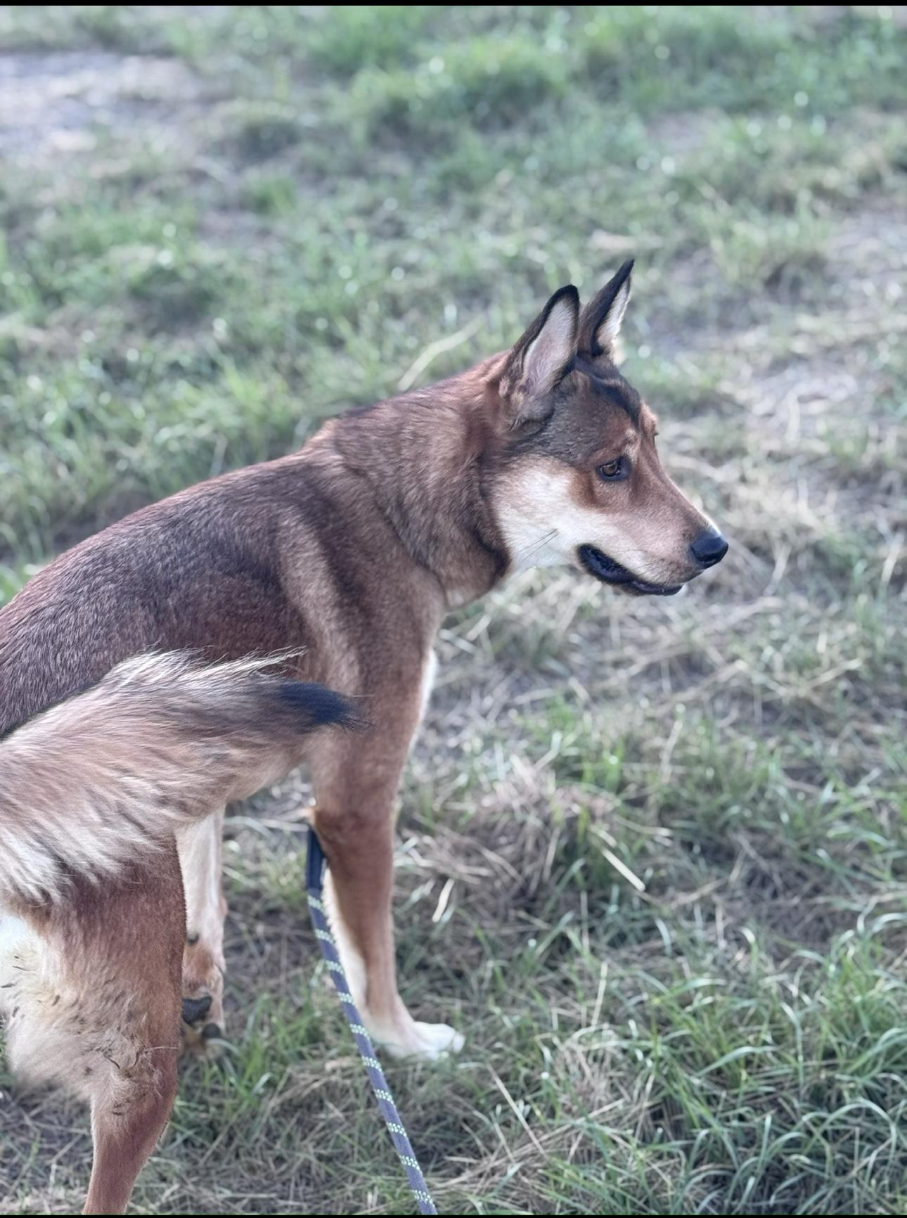 Koda Bear, Adoptable, Adult Female Mixed Breed.