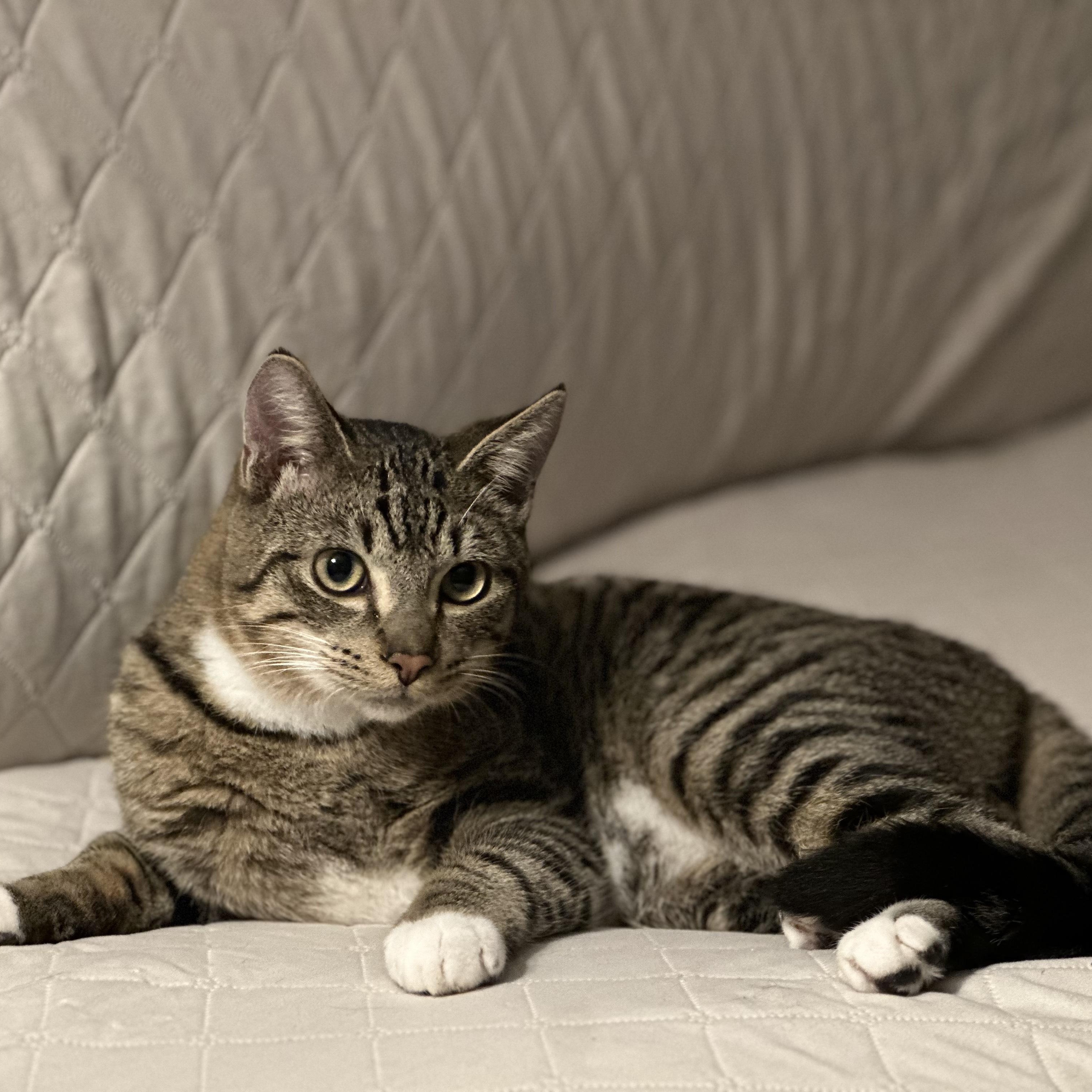 Enlarge Sir Sparrow (bonded w/Minnow), a Adoptable Domestic Short Hair in Silverton, OR image 2/4