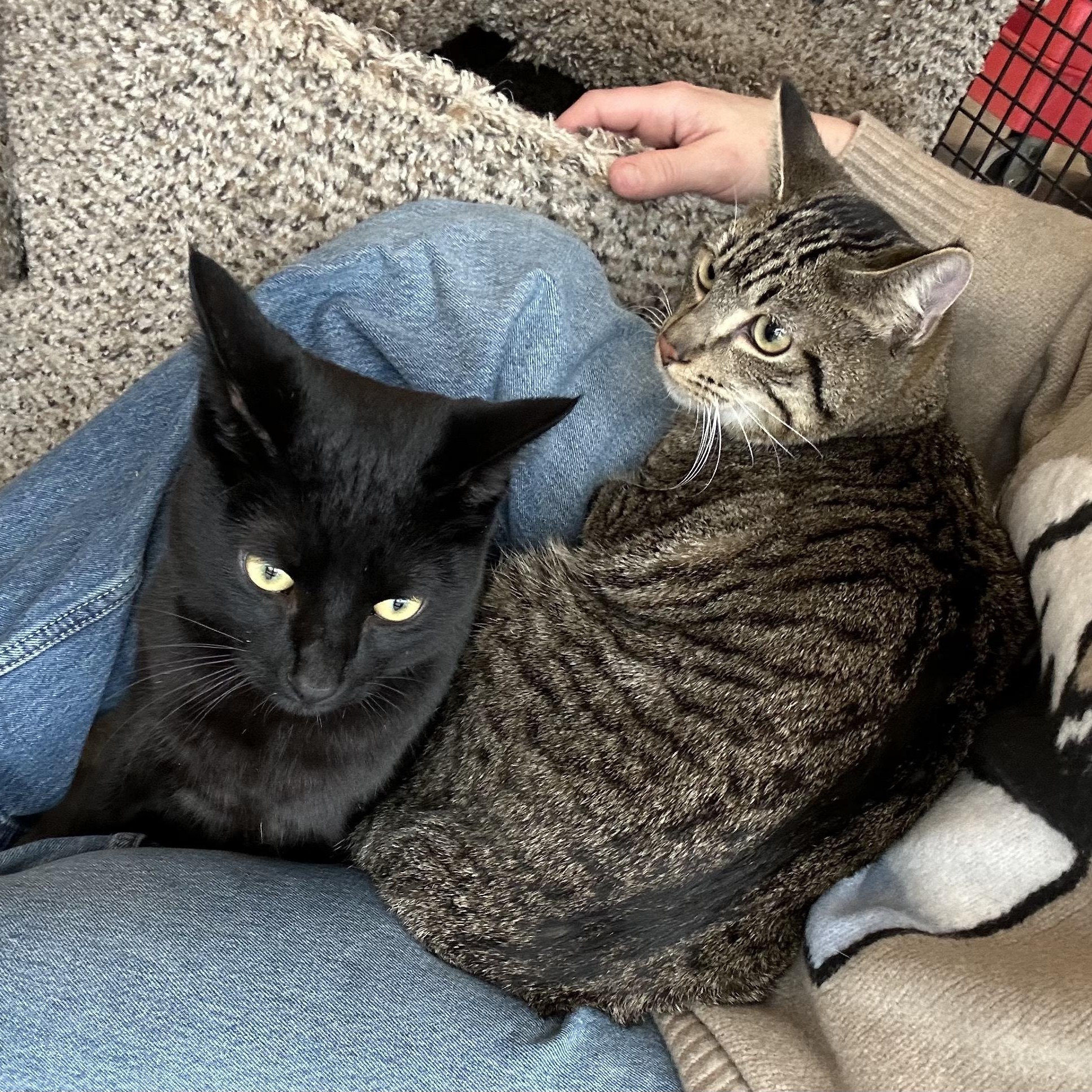 Enlarge Sir Sparrow (bonded w/Minnow), a Adoptable Domestic Short Hair in Silverton, OR image 4/4