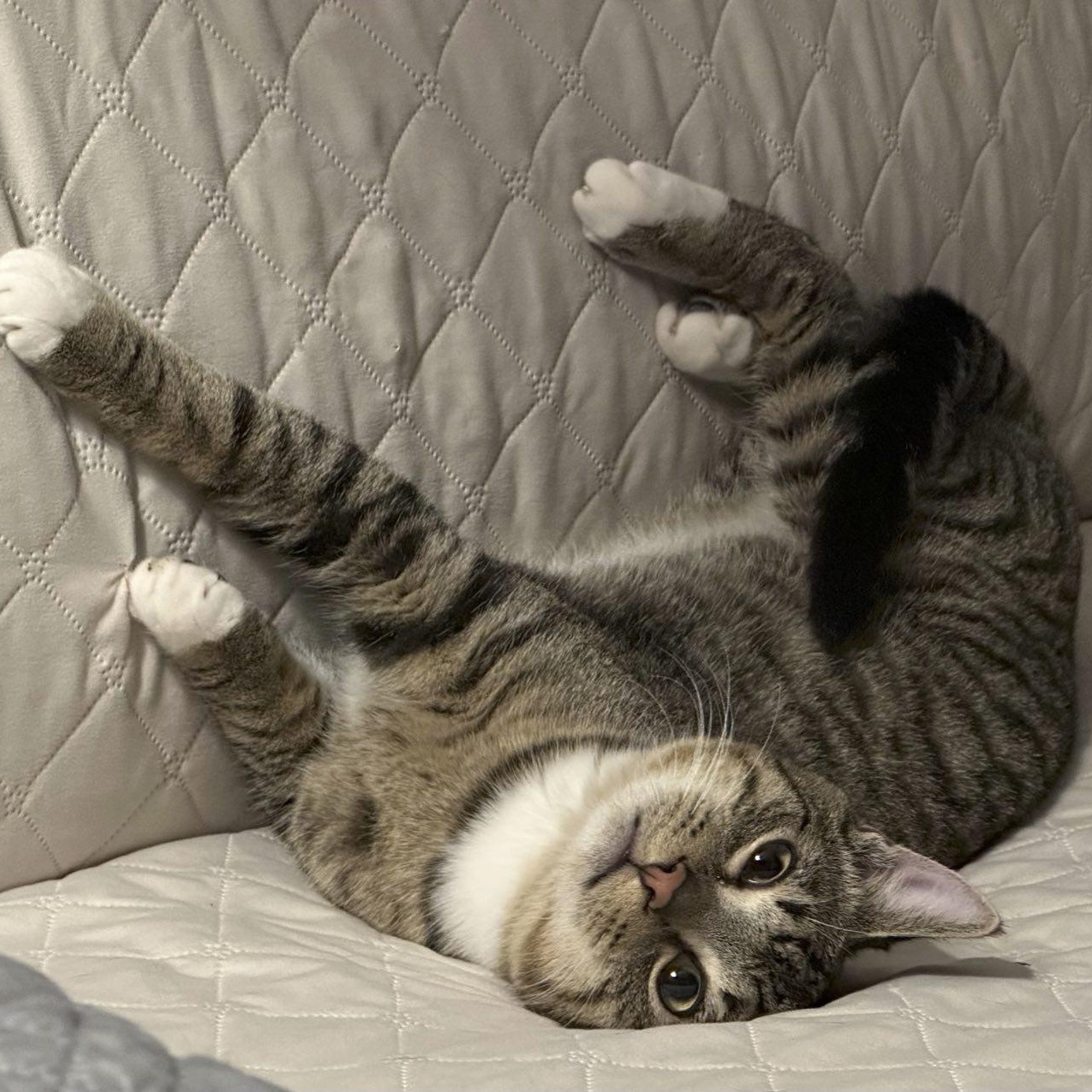 Enlarge Sir Sparrow (bonded w/Minnow), a Adoptable Domestic Short Hair in Silverton, OR image 1/4