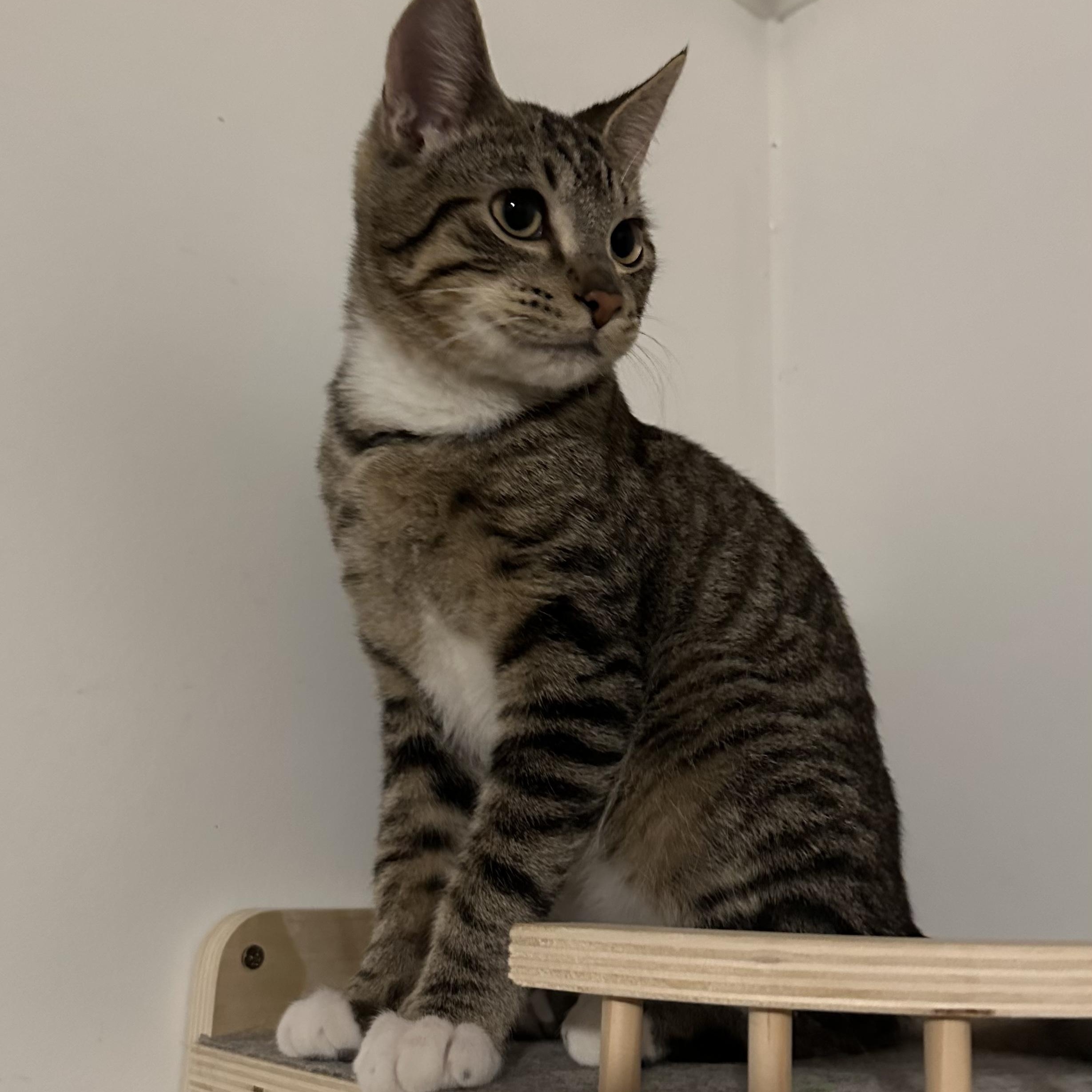 Sir Sparrow (bonded w/Minnow), Adoptable, Young Male Domestic Short Hair.