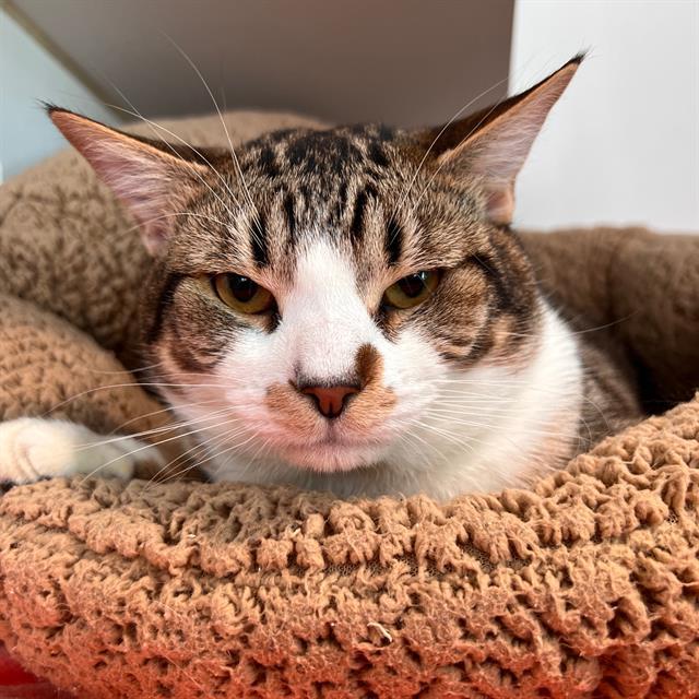 Enlarge PAPA, a Adoptable Domestic Short Hair in Methuen, MA image 1/1