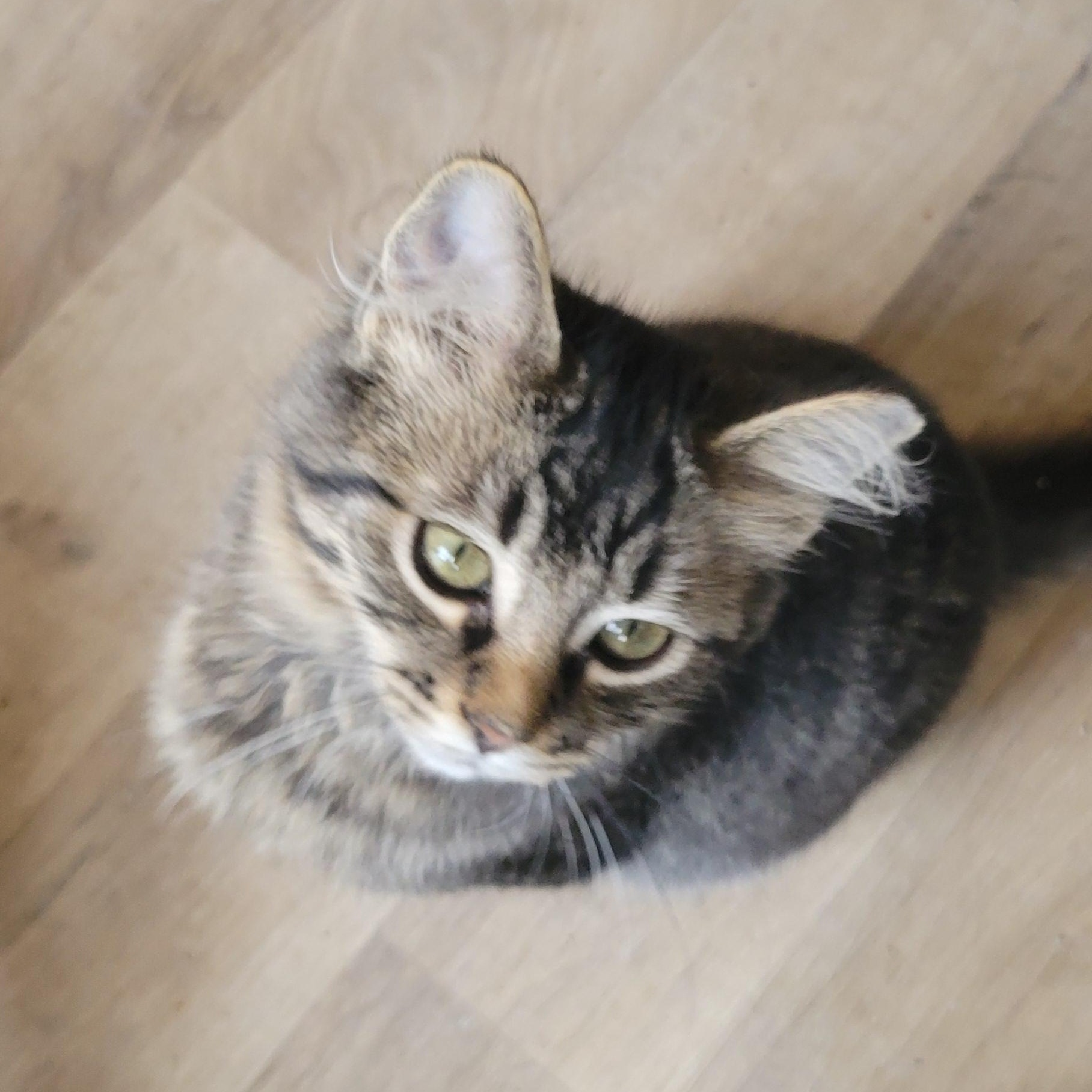 Jimmy, Adoptable, Kitten Male Domestic Short Hair.