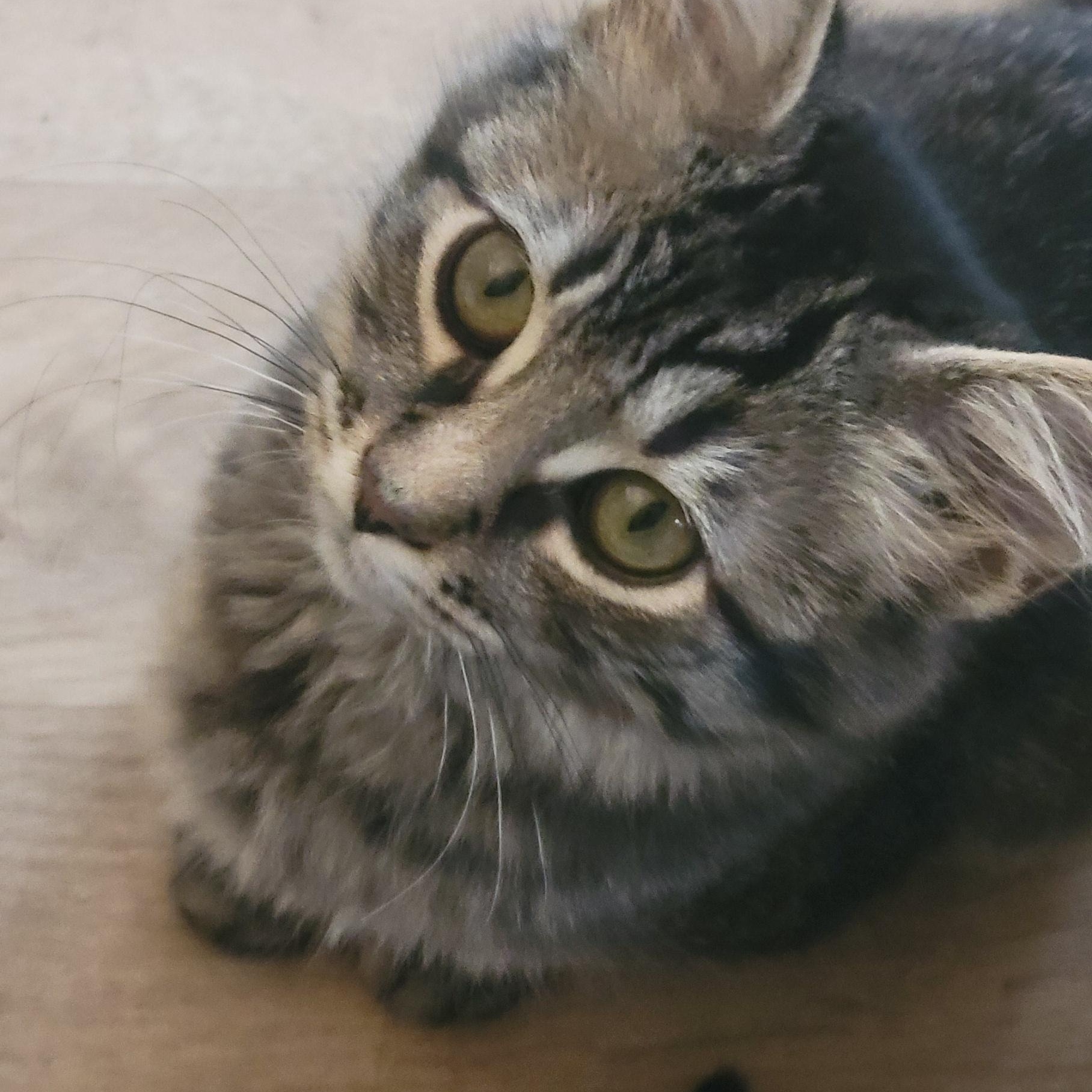 Enlarge Jimmy, a Adoptable Domestic Short Hair in Racine, WI image 3/3