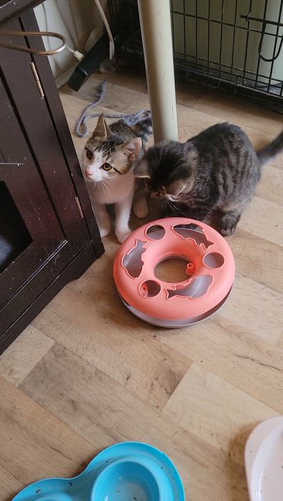 Enlarge Jimmy, a Adoptable Domestic Short Hair in Racine, WI video 2/3