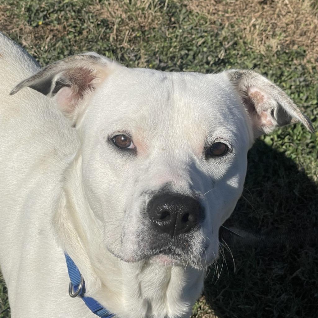 Fry, Adoptable, Adult Male Pit Bull Terrier.