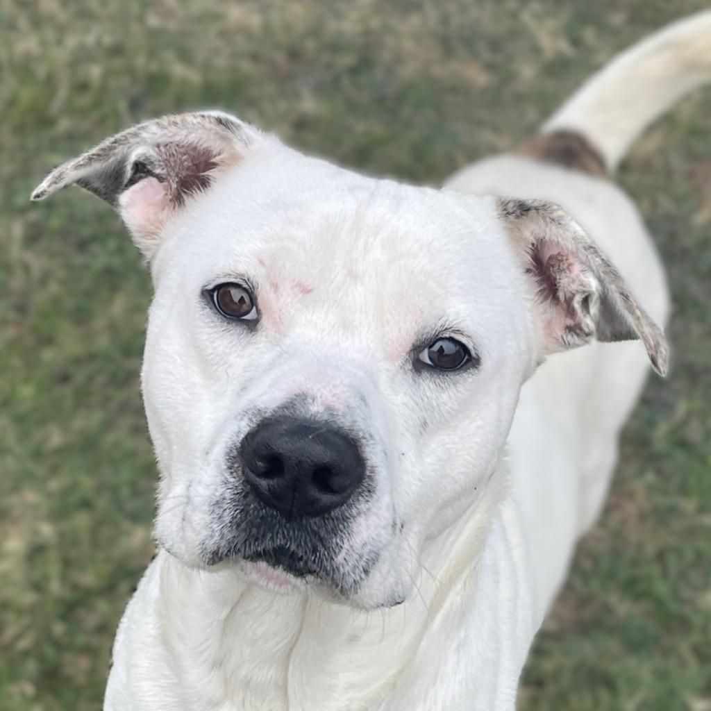 Fry, Adoptable, Adult Male Pit Bull Terrier.