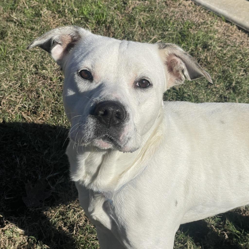Enlarge Fry, a Adoptable Pit Bull Terrier in Brenham, TX image 2/6