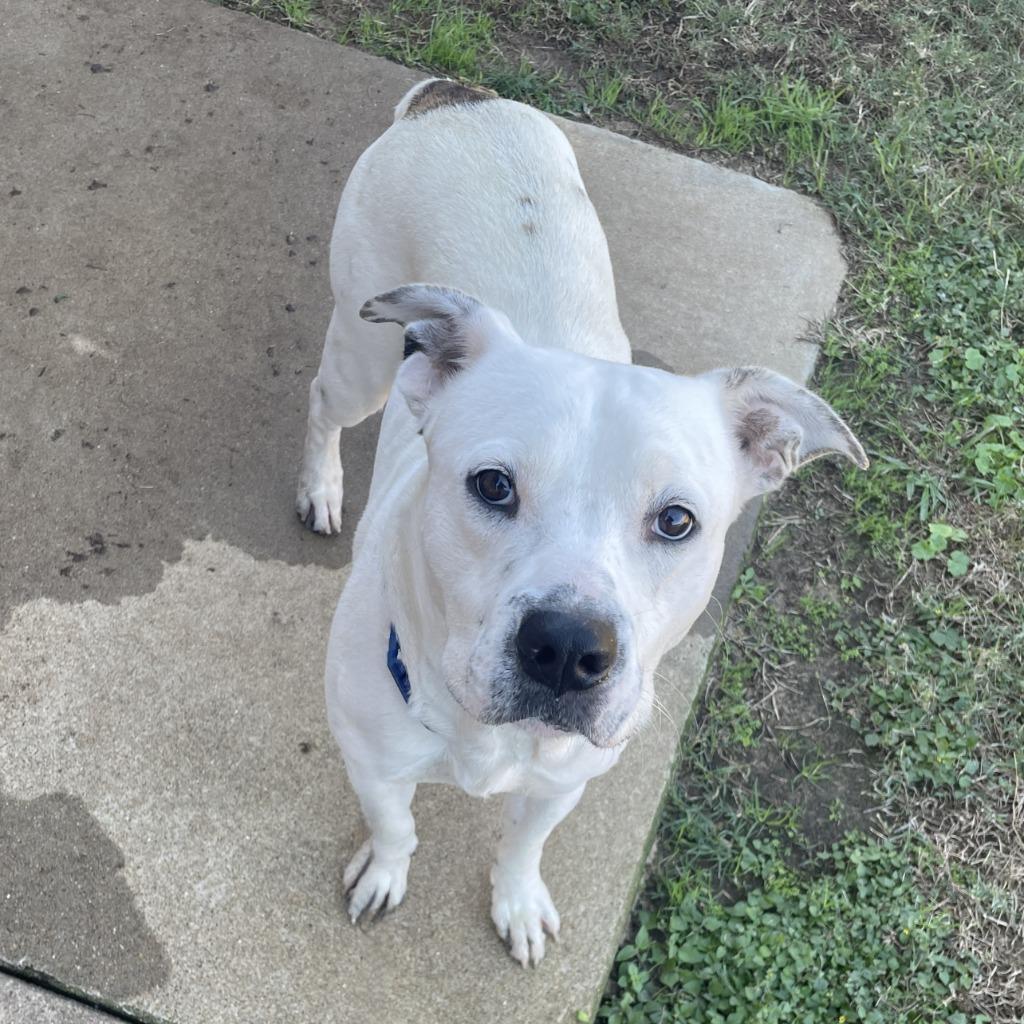 Enlarge Fry, a Adoptable Pit Bull Terrier in Brenham, TX image 3/6
