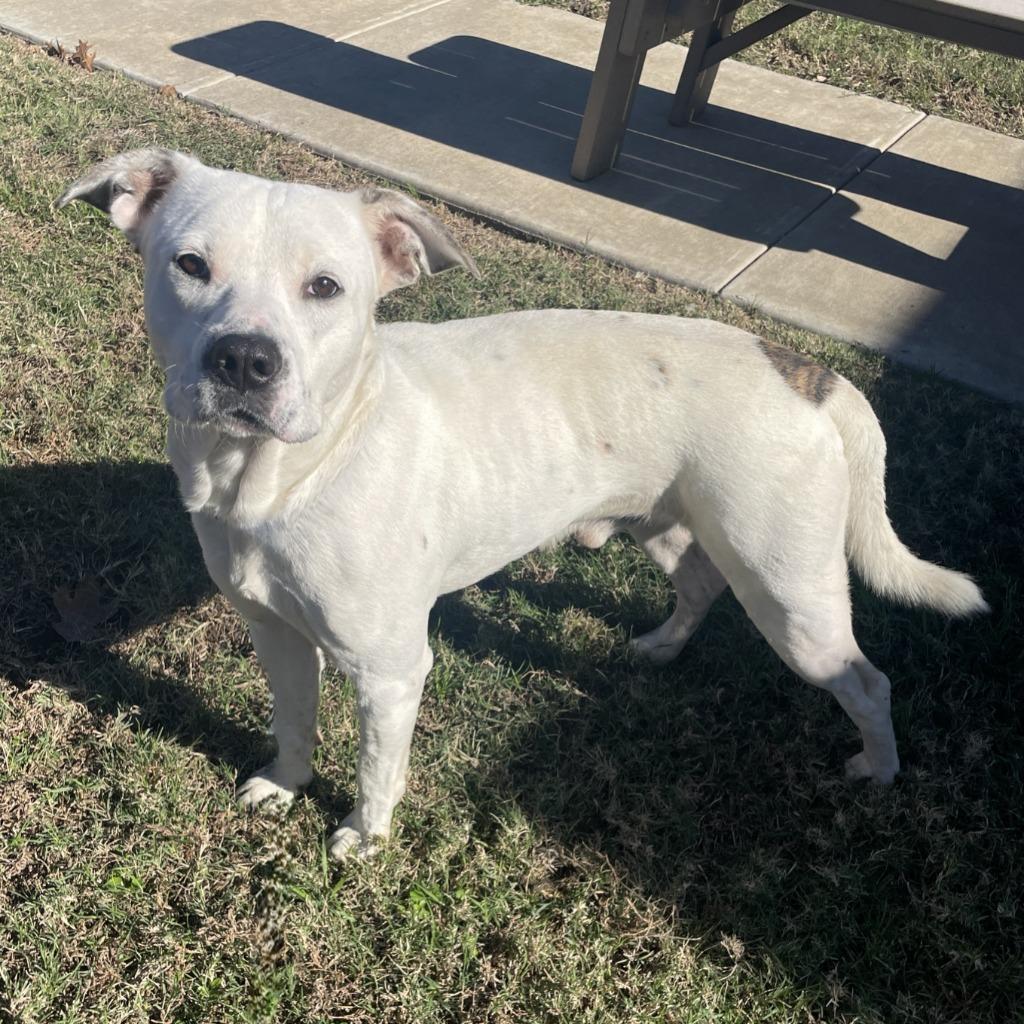 Enlarge Fry, a Adoptable Pit Bull Terrier in Brenham, TX image 5/6