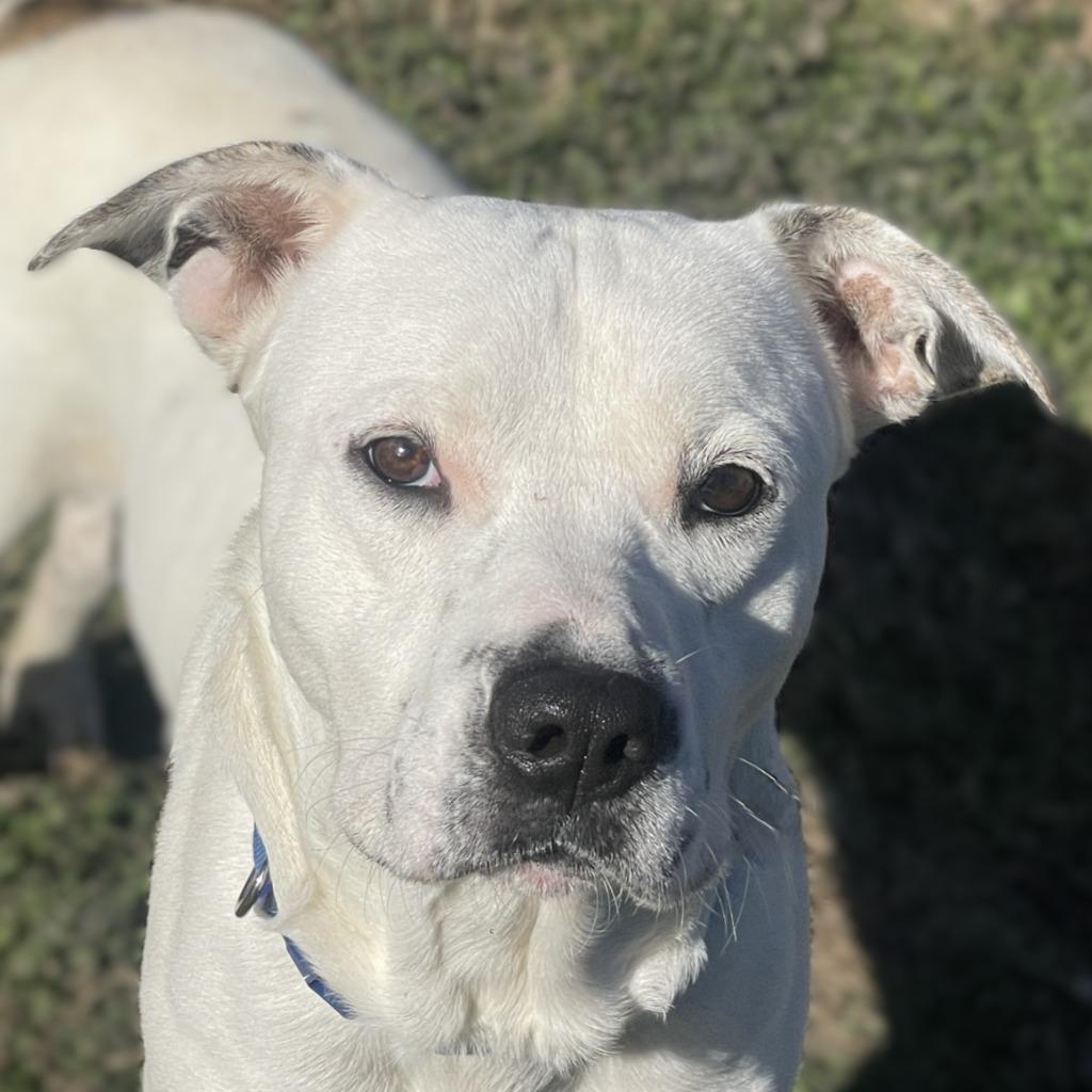 Enlarge Fry, a Adoptable Pit Bull Terrier in Brenham, TX image 6/6