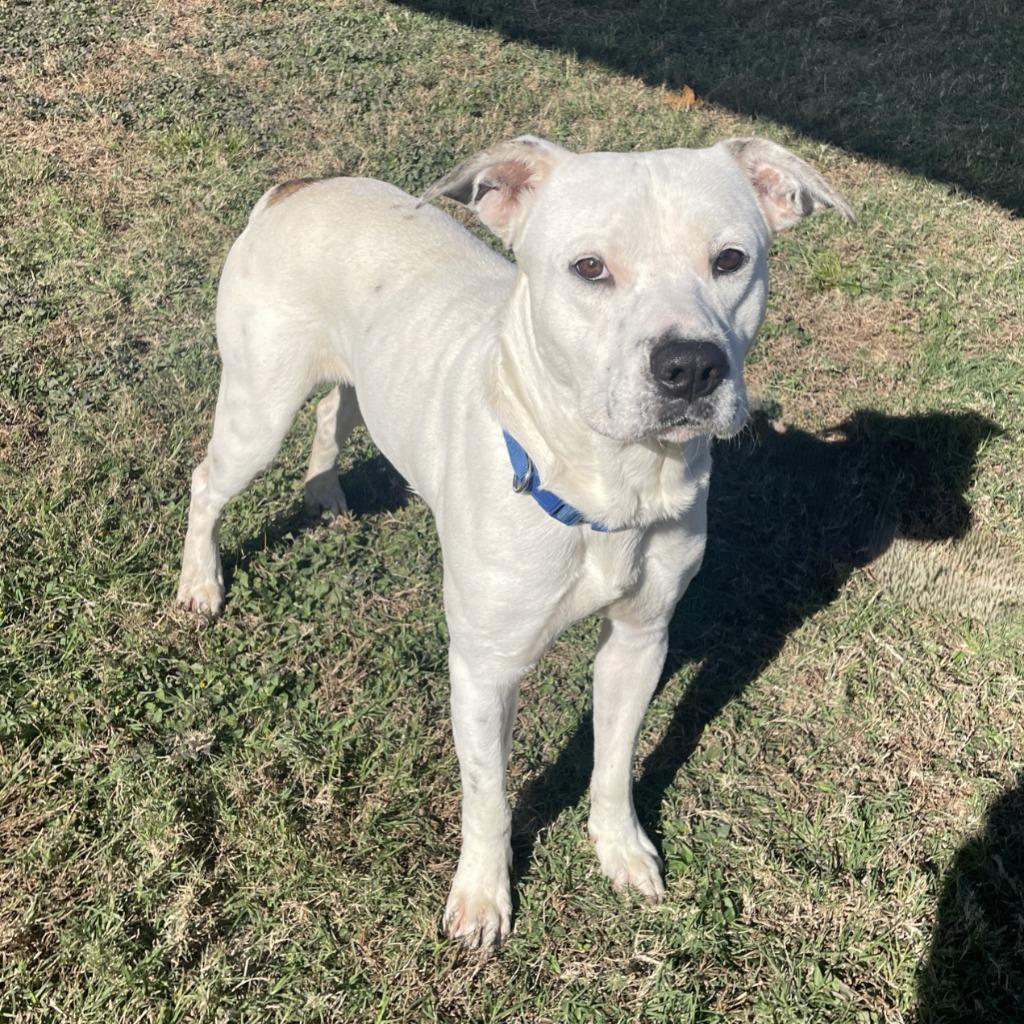 Enlarge Fry, a Adoptable Pit Bull Terrier in Brenham, TX image 4/5