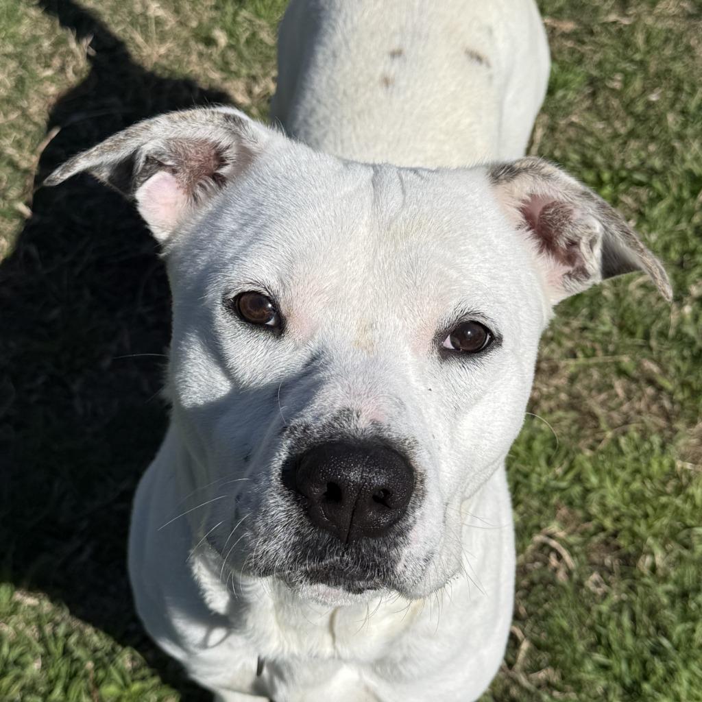 Fry, Adoptable, Adult Male Pit Bull Terrier.