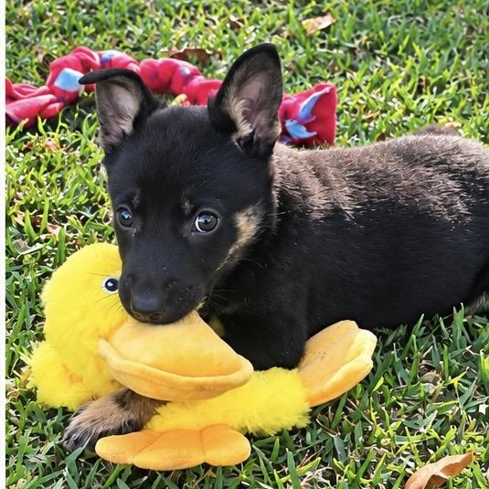 Sable, Adoptable, Puppy Female Mixed Breed & German Shepherd Dog.