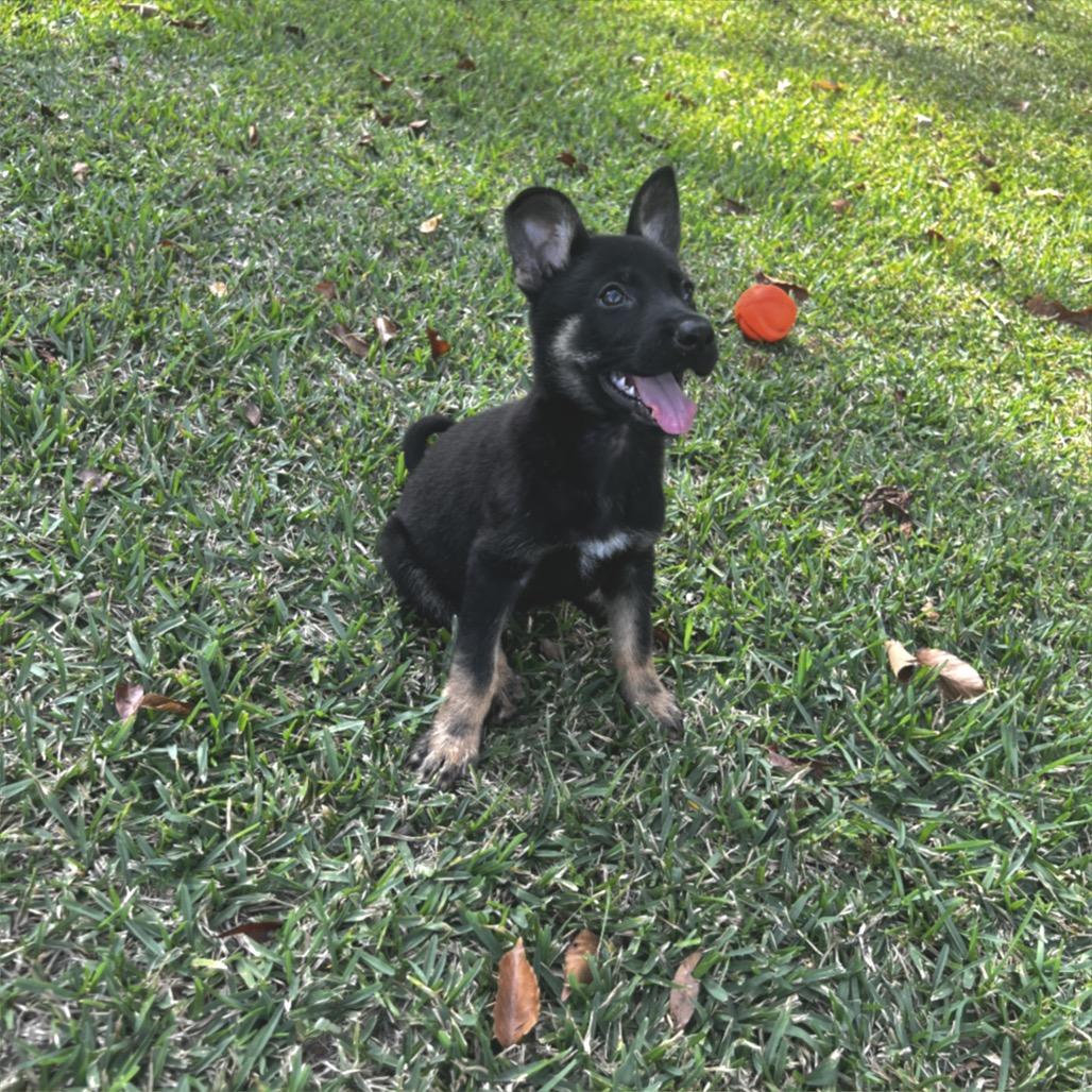Enlarge Sable, a Adoptable mixed breed in Oakdale, LA image 2/3