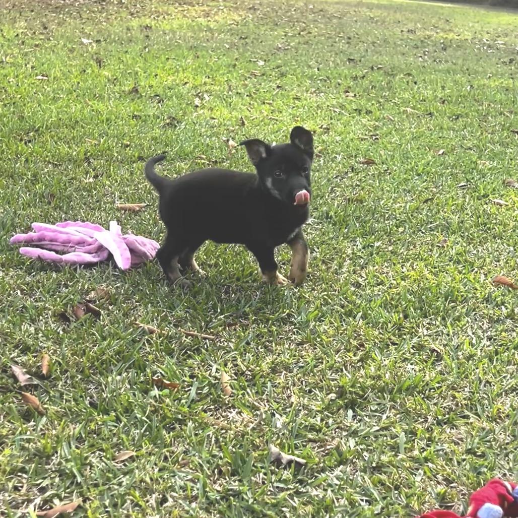 Enlarge Sable, a Adoptable mixed breed in Oakdale, LA image 3/3