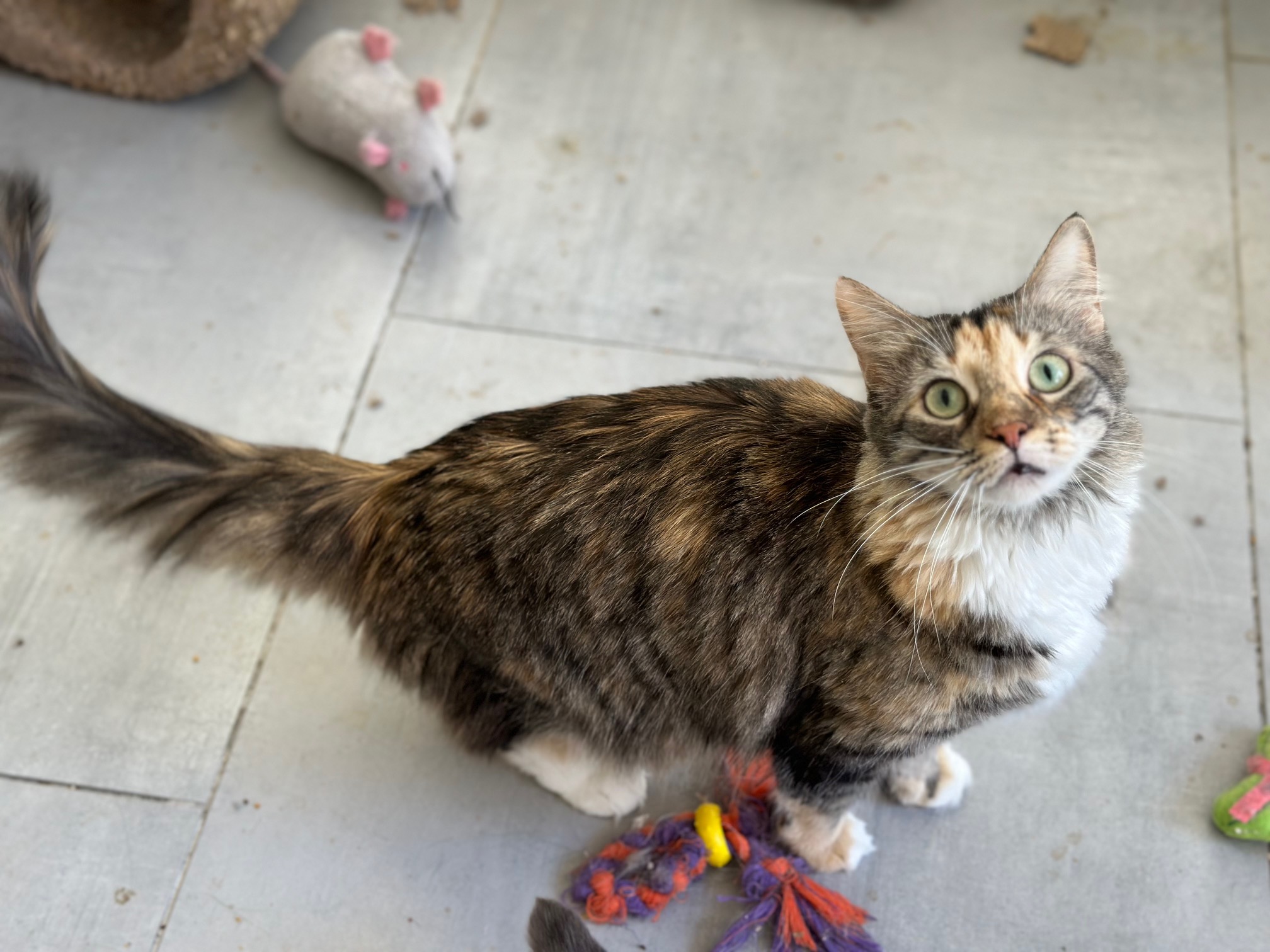 Enlarge Jade, a Adoptable Domestic Long Hair in Apex, NC image 1/2