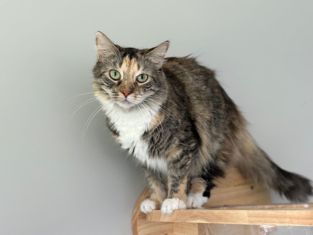 Jade, an adoptable Domestic Long Hair in Apex, NC, 27539 | Photo Image 2