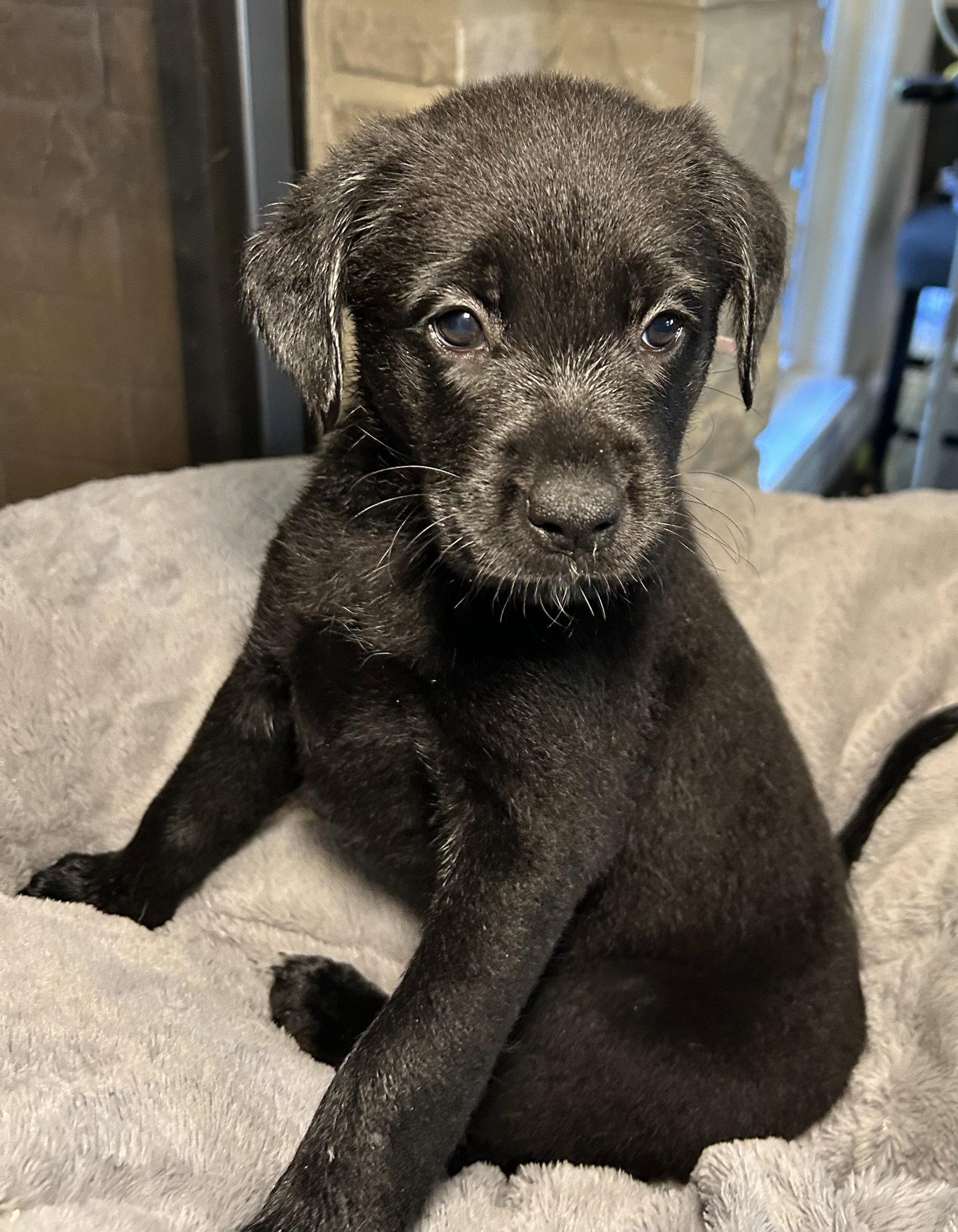 Enlarge Moxie, a Adoptable Labrador Retriever in Barnhart, MO image 1/1
