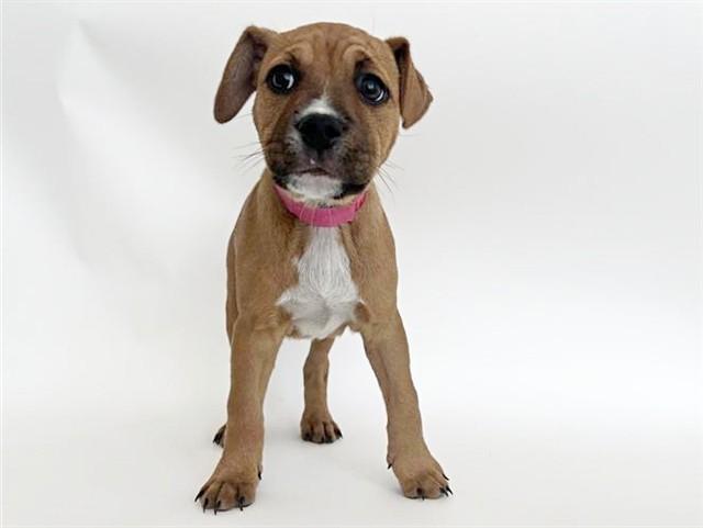 Enlarge JUDY, a Adoptable mixed breed in Saint Louis, MO image 1/1