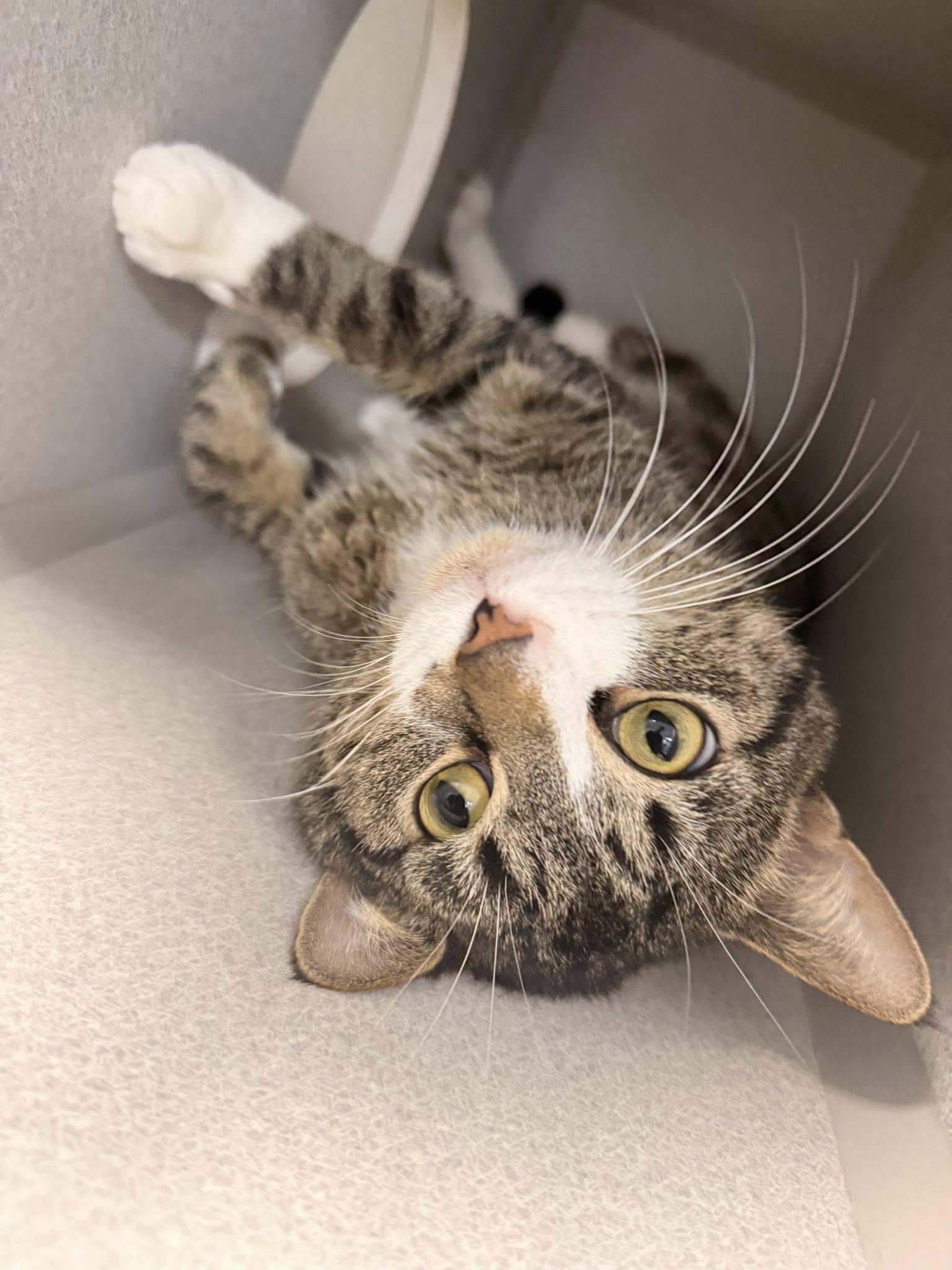 Enlarge Blanket, a ADOPTABLE Domestic Short Hair in West Des Moines, IA image 1/6