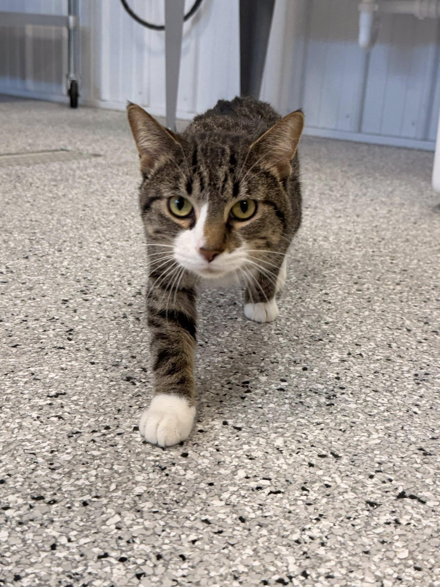 Enlarge Blanket, a ADOPTABLE Domestic Short Hair in West Des Moines, IA image 2/6