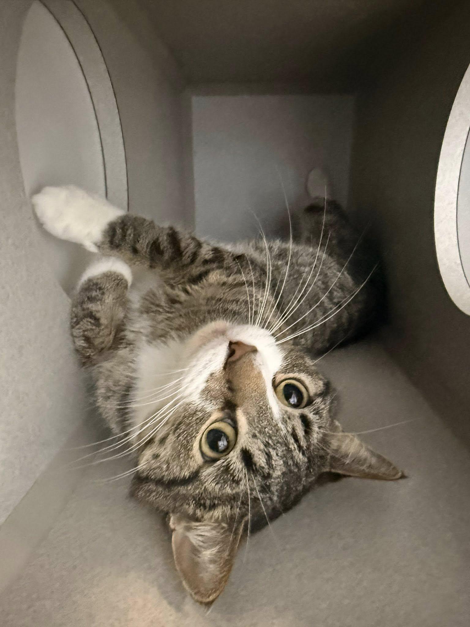 Enlarge Blanket, a ADOPTABLE Domestic Short Hair in West Des Moines, IA image 6/6