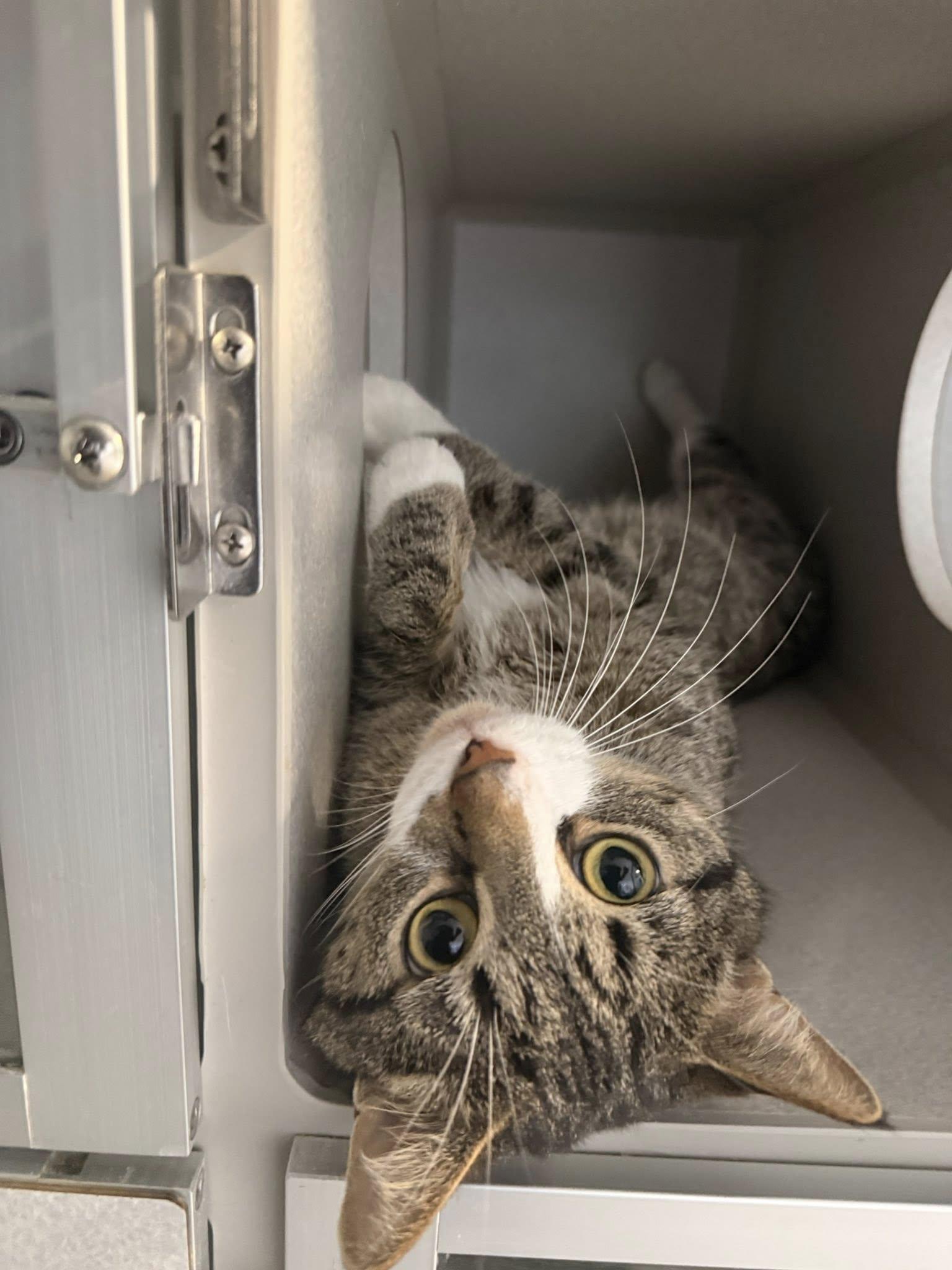 Enlarge Blanket, a ADOPTABLE Domestic Short Hair in West Des Moines, IA image 4/6