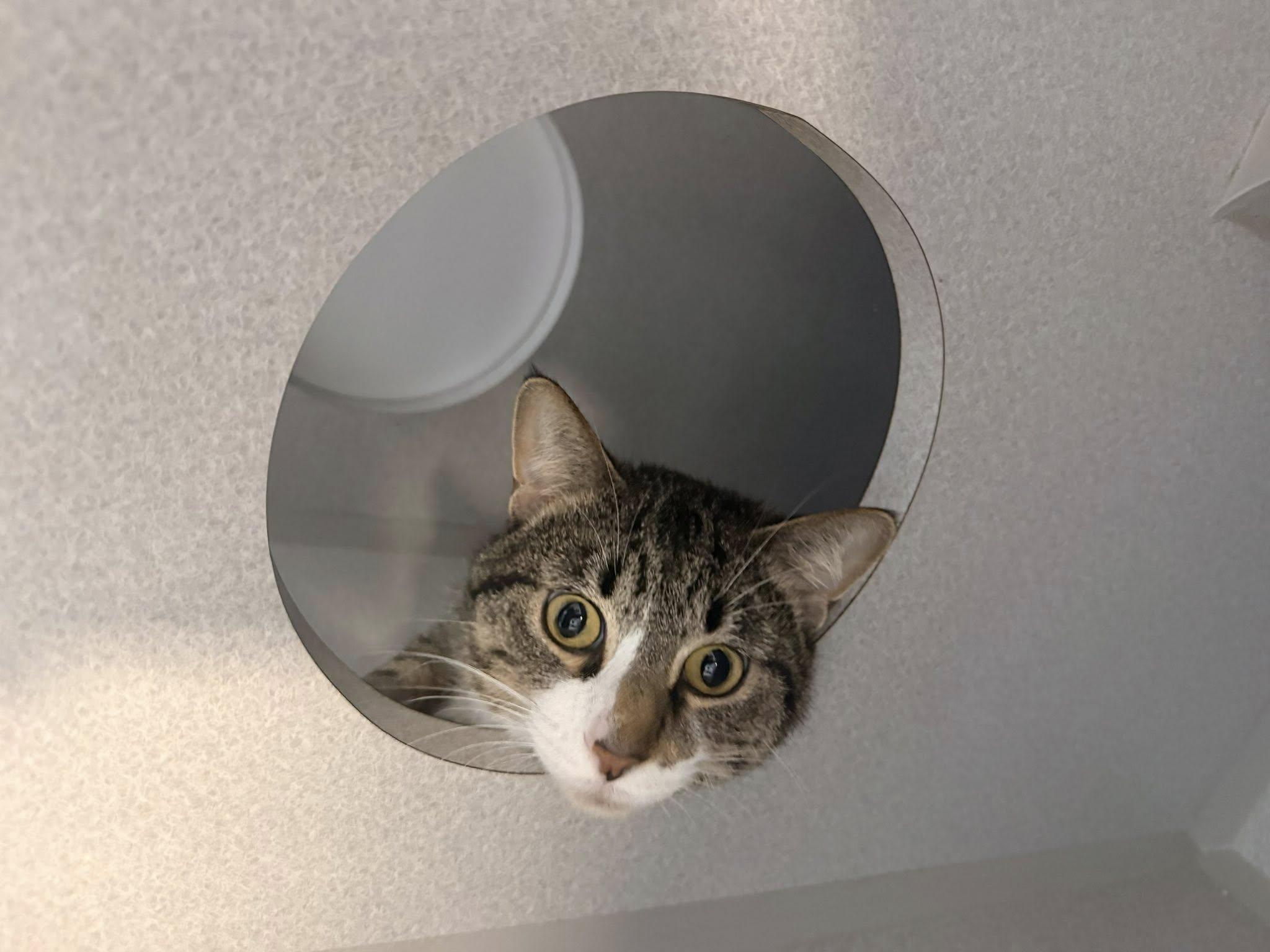 Enlarge Blanket, a ADOPTABLE Domestic Short Hair in West Des Moines, IA image 5/6