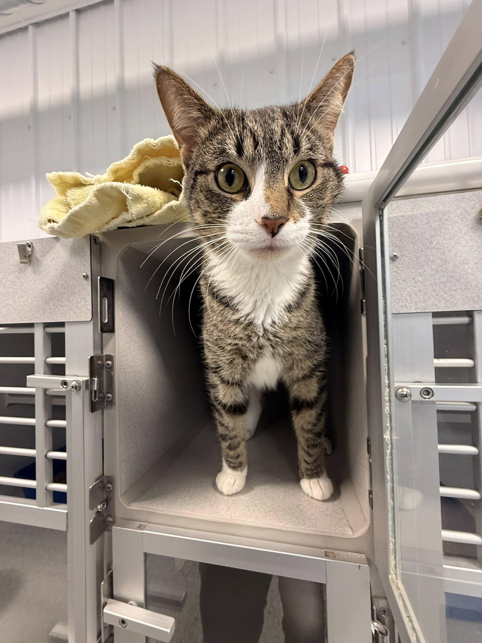 Enlarge Blanket, a ADOPTABLE Domestic Short Hair in West Des Moines, IA image 3/6