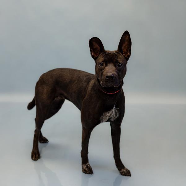 Pen 182c Chloe, a Adoptable mixed breed in Lawrenceville, GA image 1/2