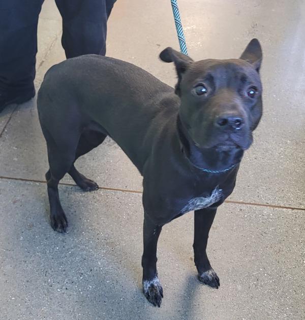 Pen 182c Chloe, a Adoptable mixed breed in Lawrenceville, GA image 2/2