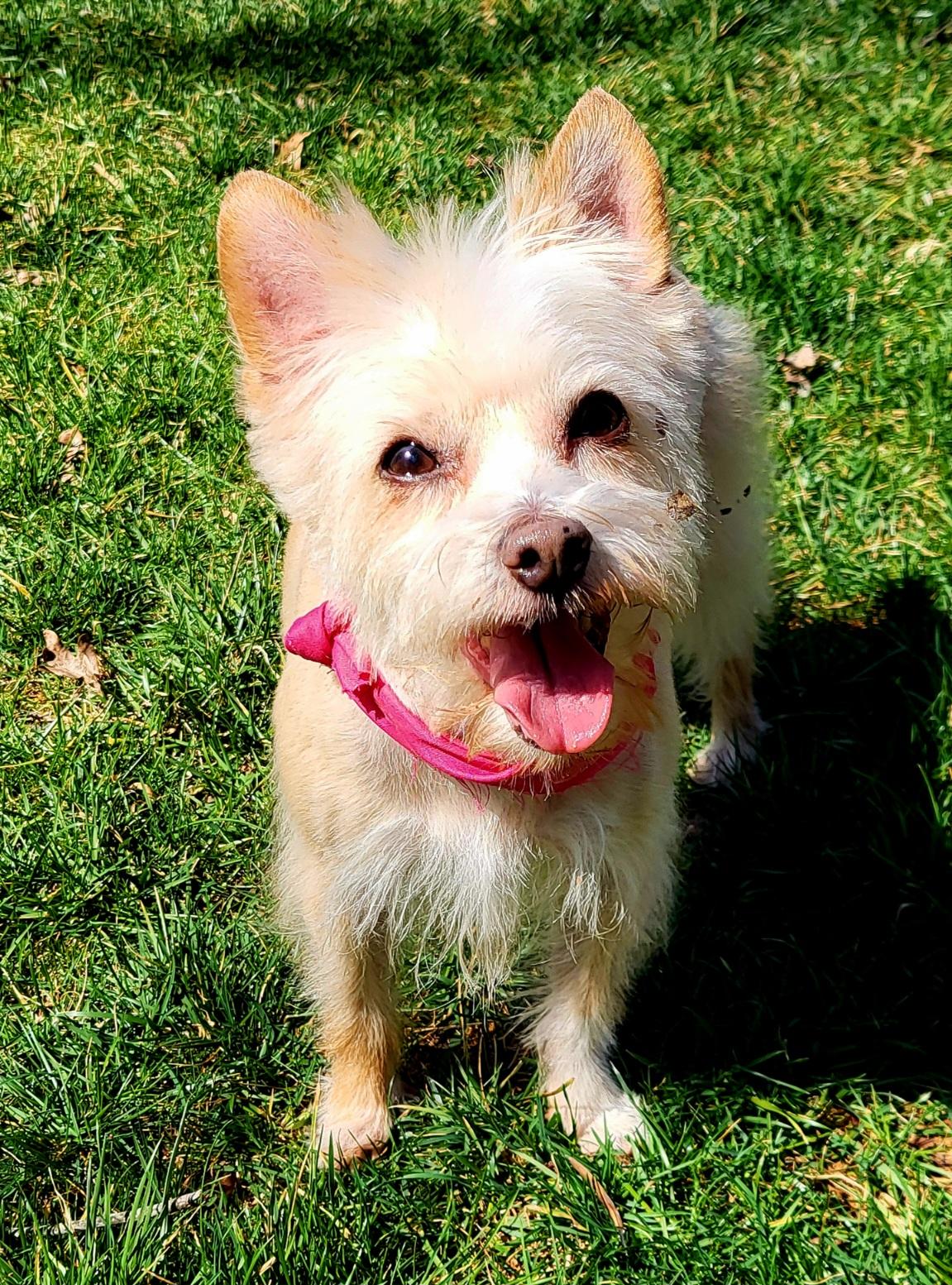Enlarge MADDIE, an adoptable mixed breed in Barium Springs, NC image 1/5