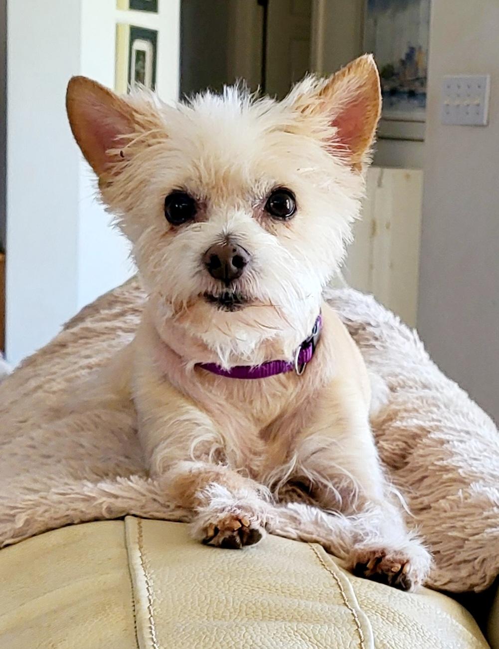 Enlarge MADDIE, an adoptable mixed breed in Barium Springs, NC image 2/5