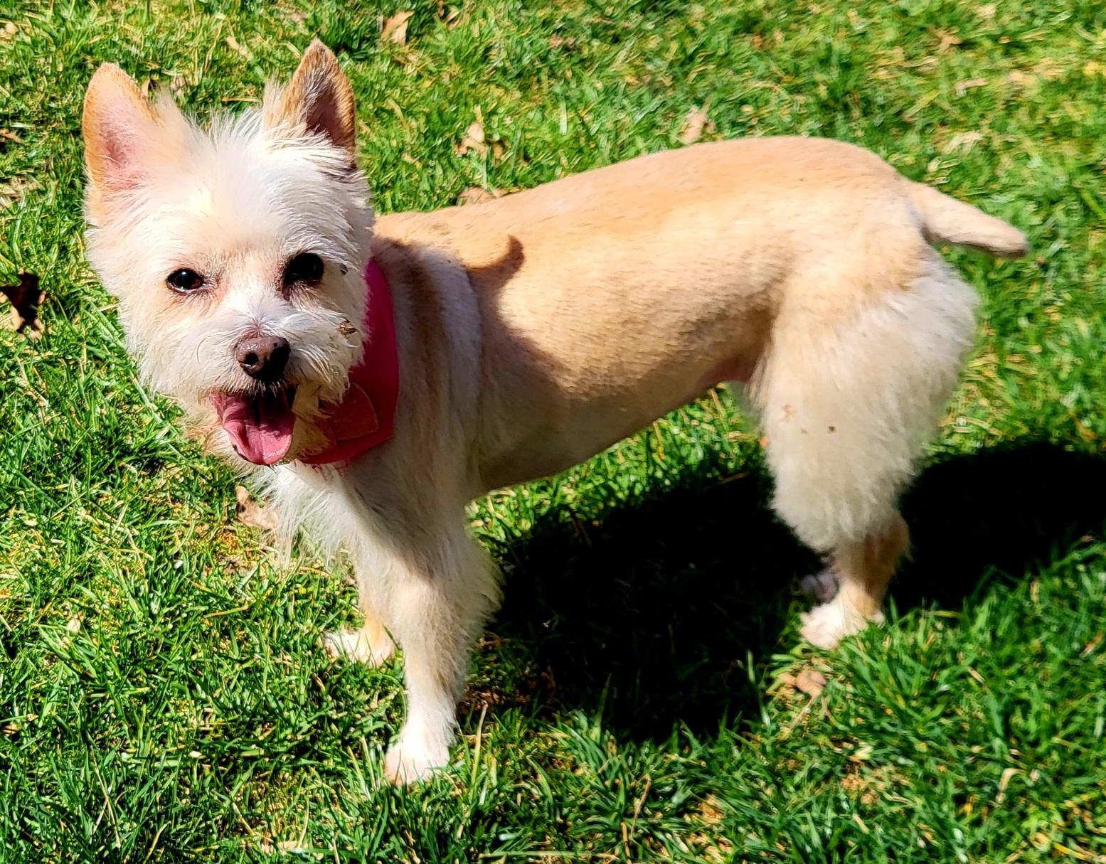 Enlarge MADDIE, an adoptable mixed breed in Barium Springs, NC image 3/5