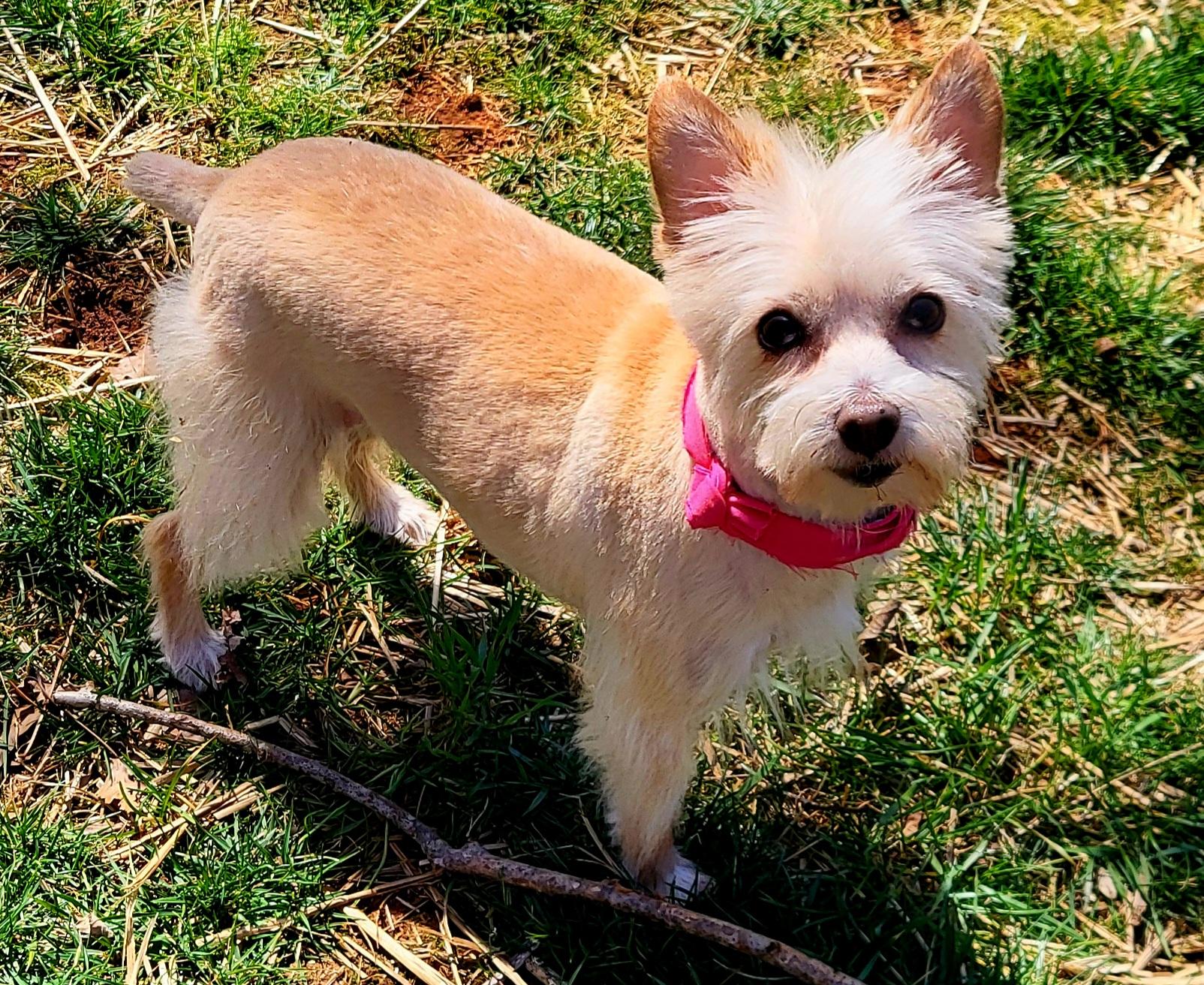 Enlarge MADDIE, an adoptable mixed breed in Barium Springs, NC image 4/5