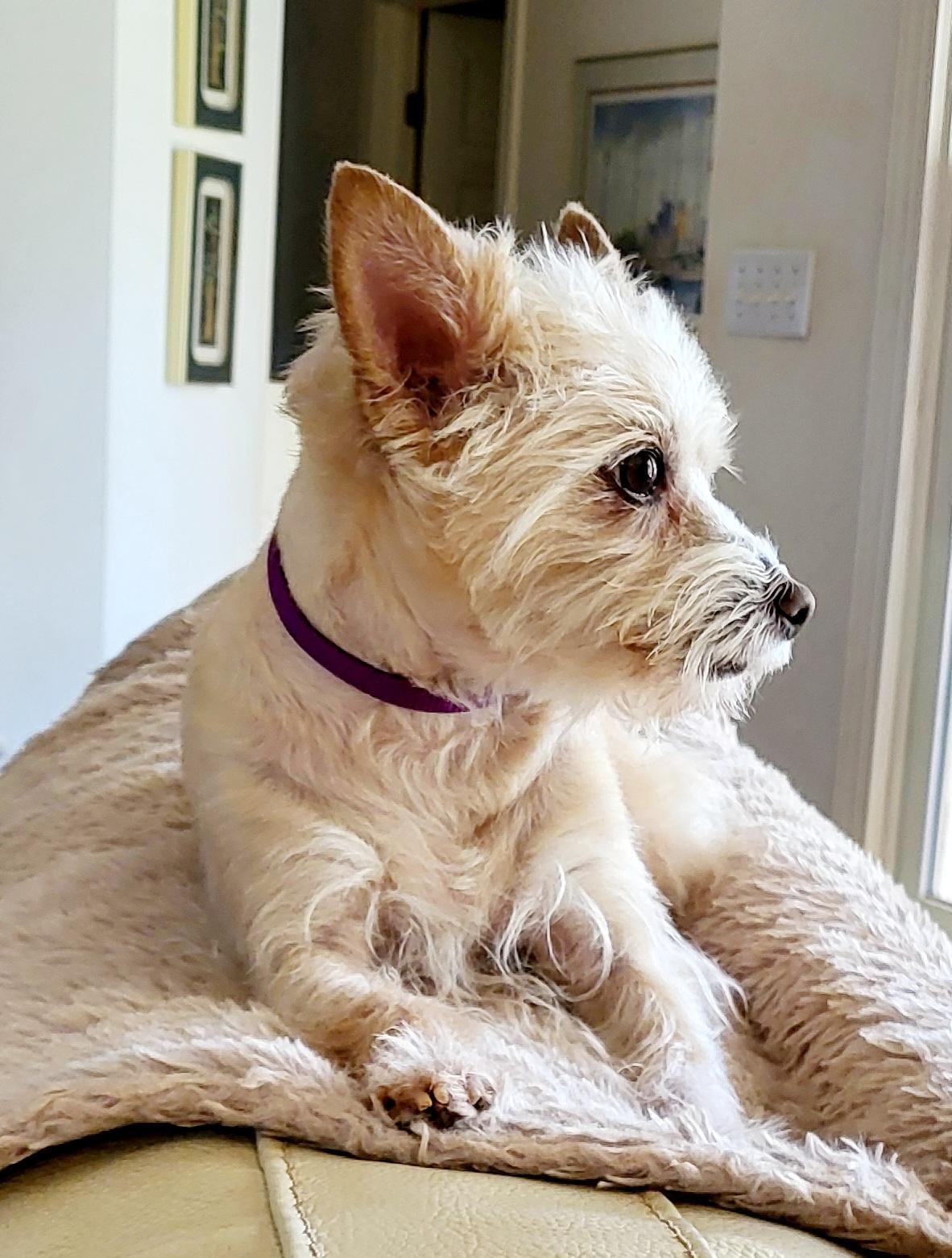 Enlarge MADDIE, an adoptable mixed breed in Barium Springs, NC image 5/5